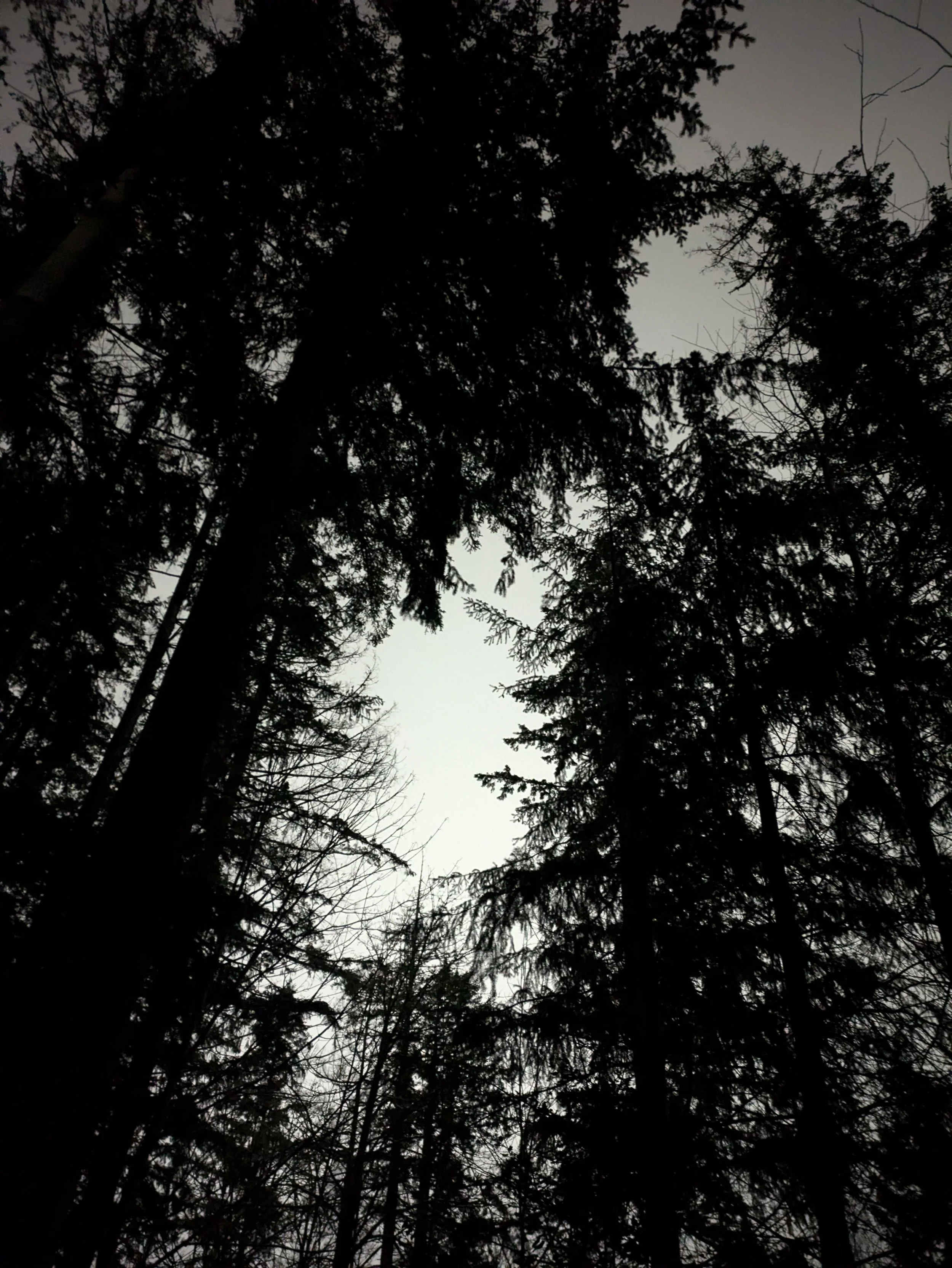 Black and white photo of cedar trees