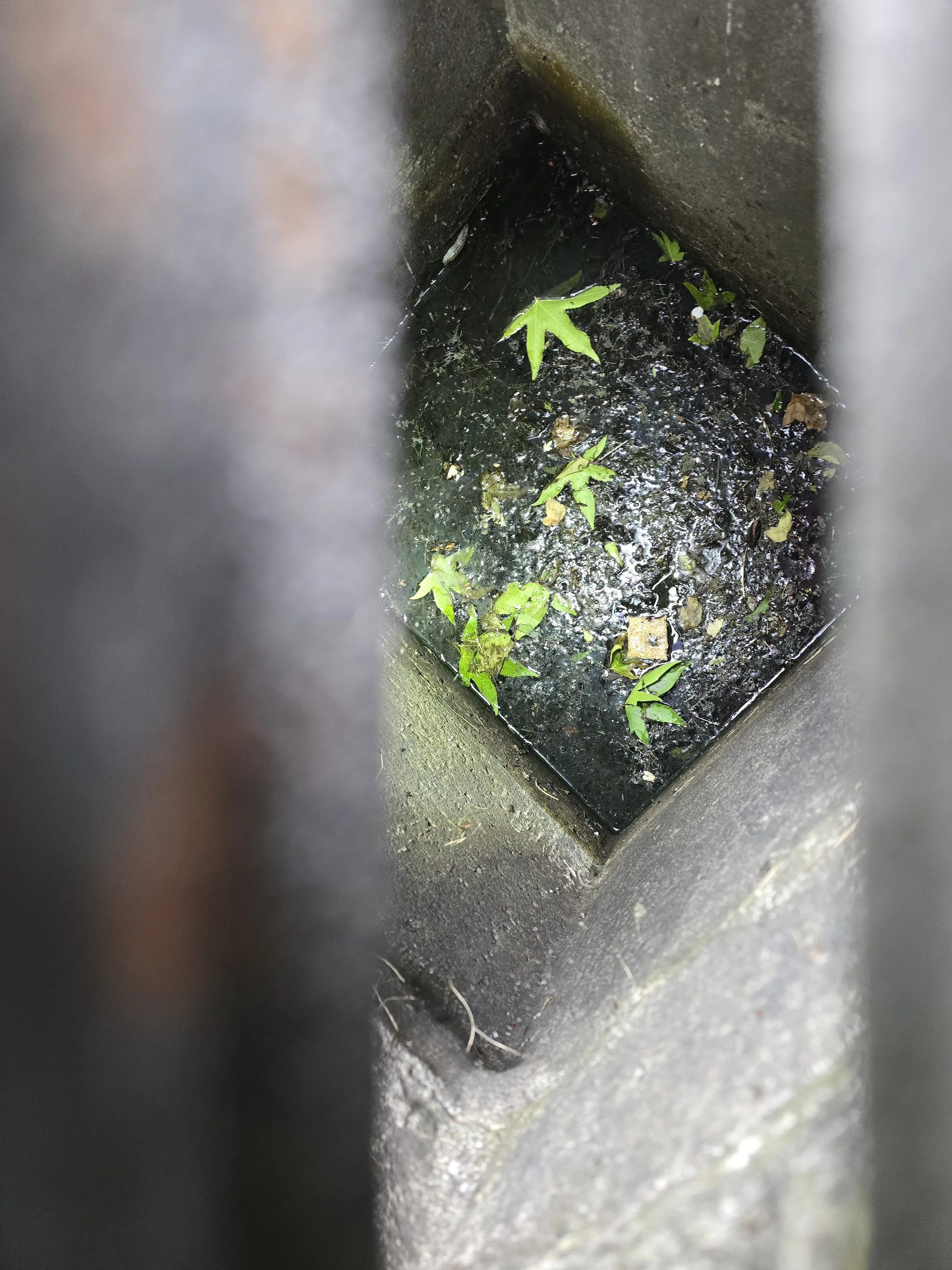 Storm drains and mosquitoes