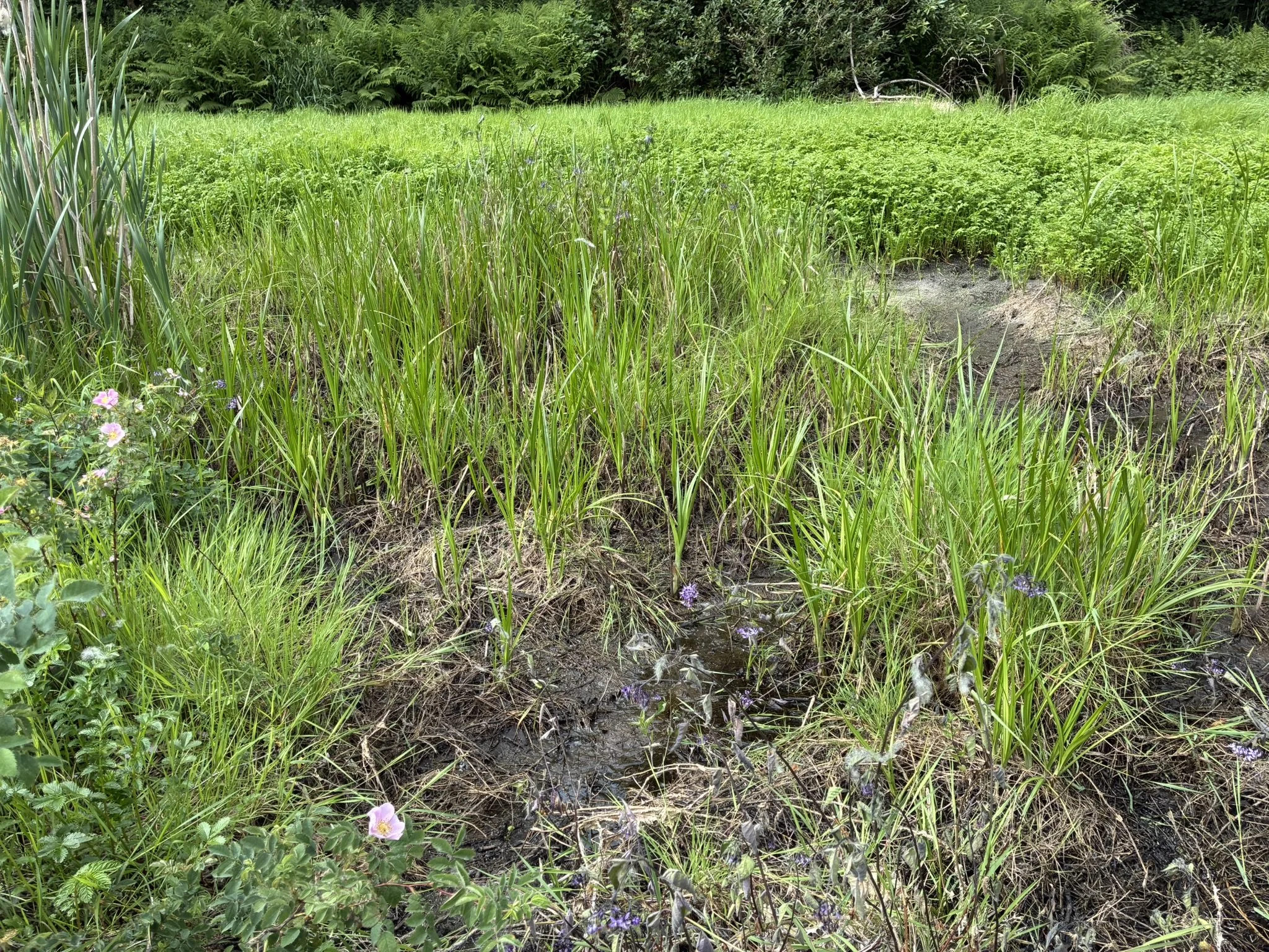 Soggy soil holding the last remnants of the most recent mosquito explosion.