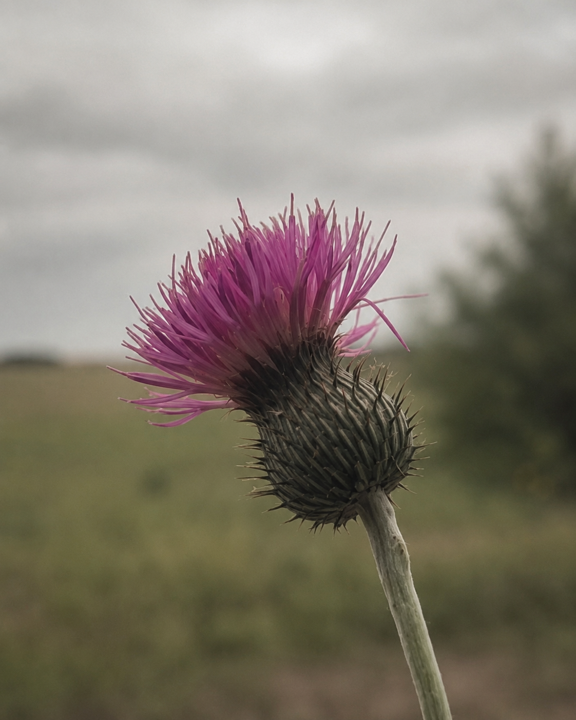 Close-up of a thistle flower with purple petals and spiky green and brown base, against a blurred outdoor background.