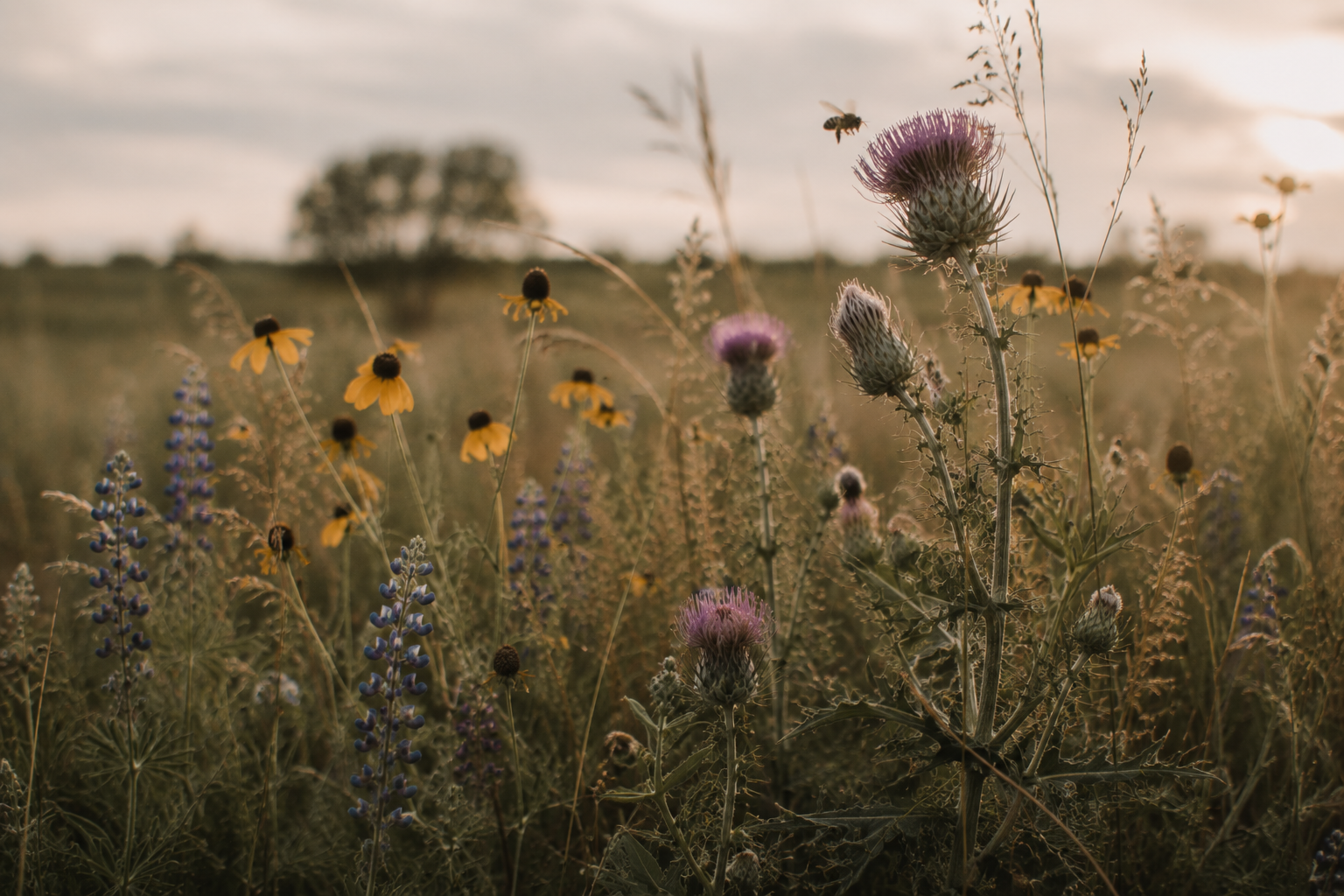 Wildflowers in a field during sunset, including yellow daisies, purple thistles, and bees flying nearby.