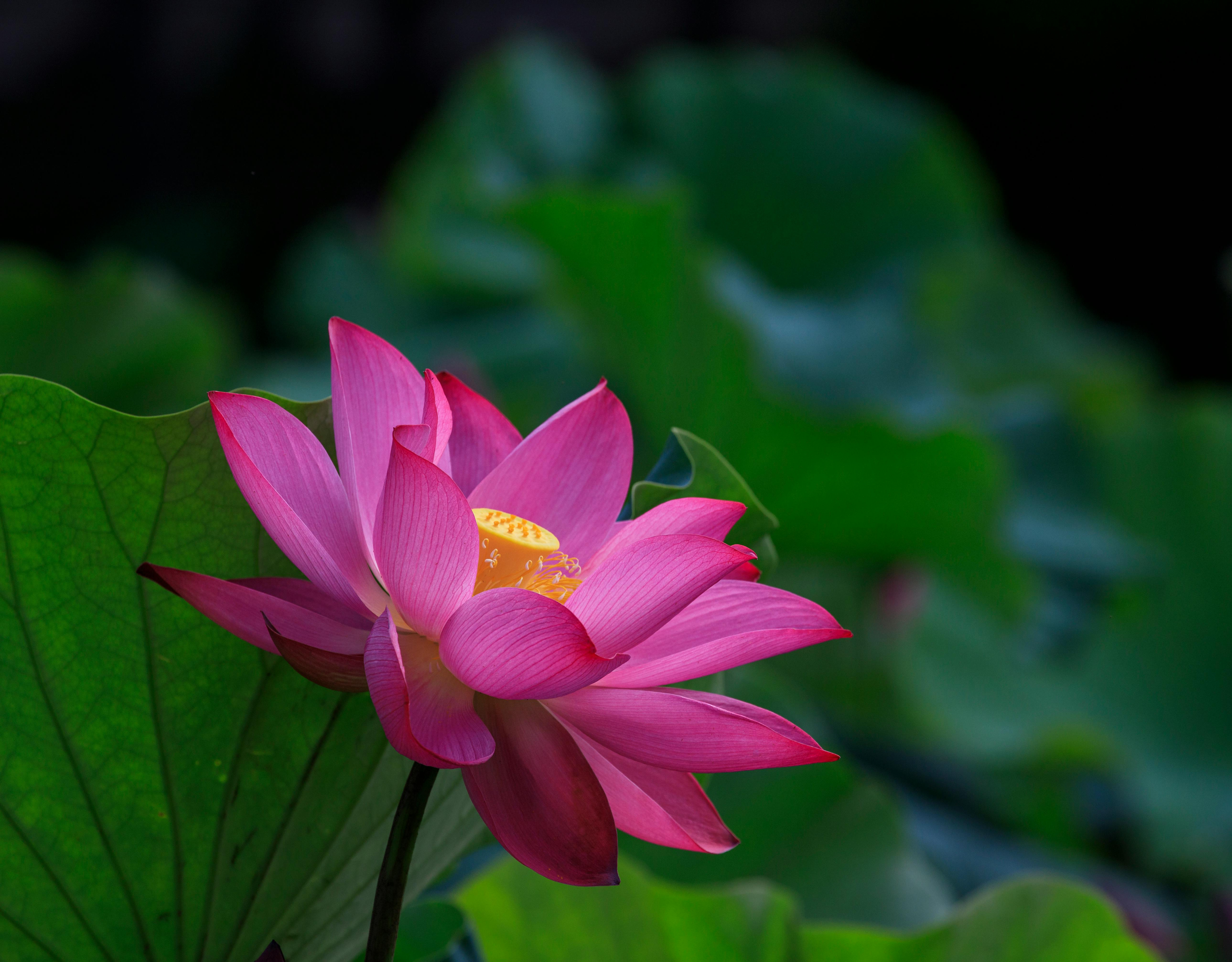 Lotus flower brand symbol for Enliven Acupuncture representing healing