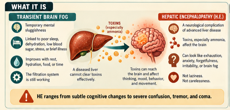 A medical illustration depicting portosystemic shunting, showing how a heavily scarred liver forces metabolic toxins and raw ammonia to bypass filtration and flow directly into the brain.