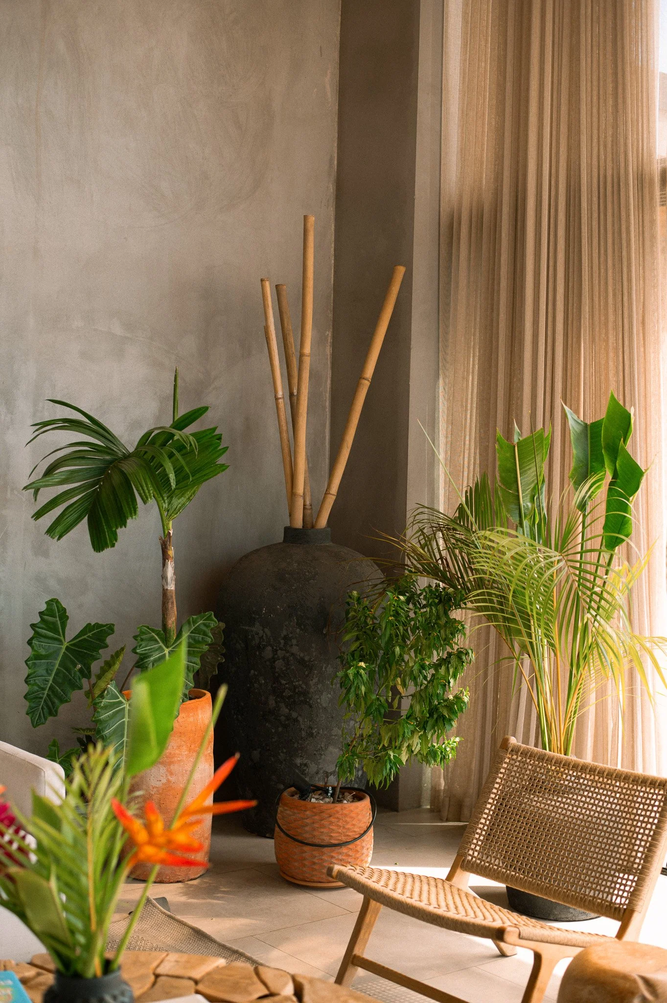 Bright indoor space with natural light, wooden furniture, and various green plants including potted palms and ferns, with a textured, neutral-colored wall and beige curtains.