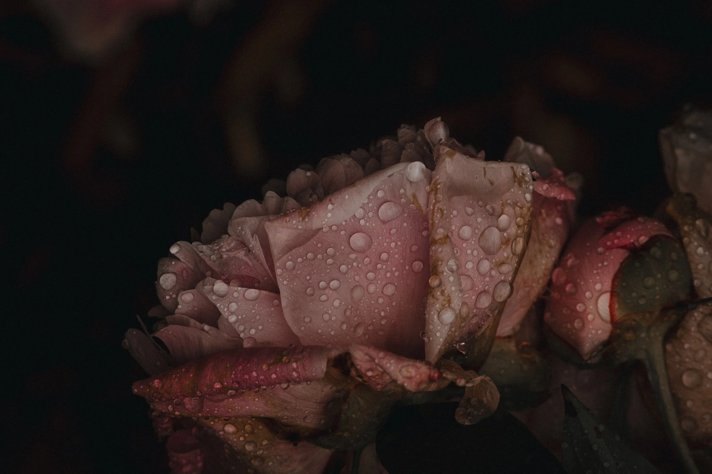 Close-up of pink and red leafy vegetables with water droplets on their surface, set against a dark background.