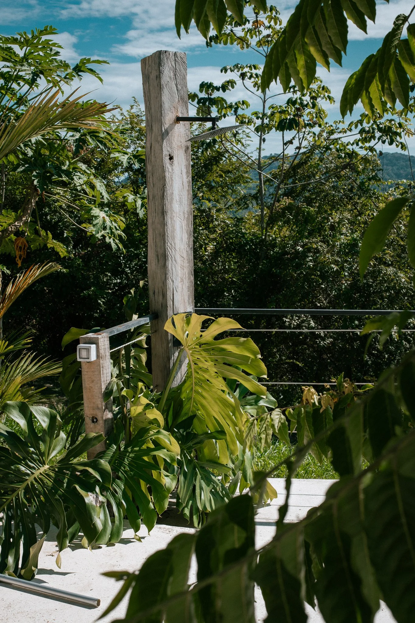 View of a wooden pole with metal brackets and a large leafed plant in the foreground, surrounded by greenery and bushes, under a partly cloudy sky.