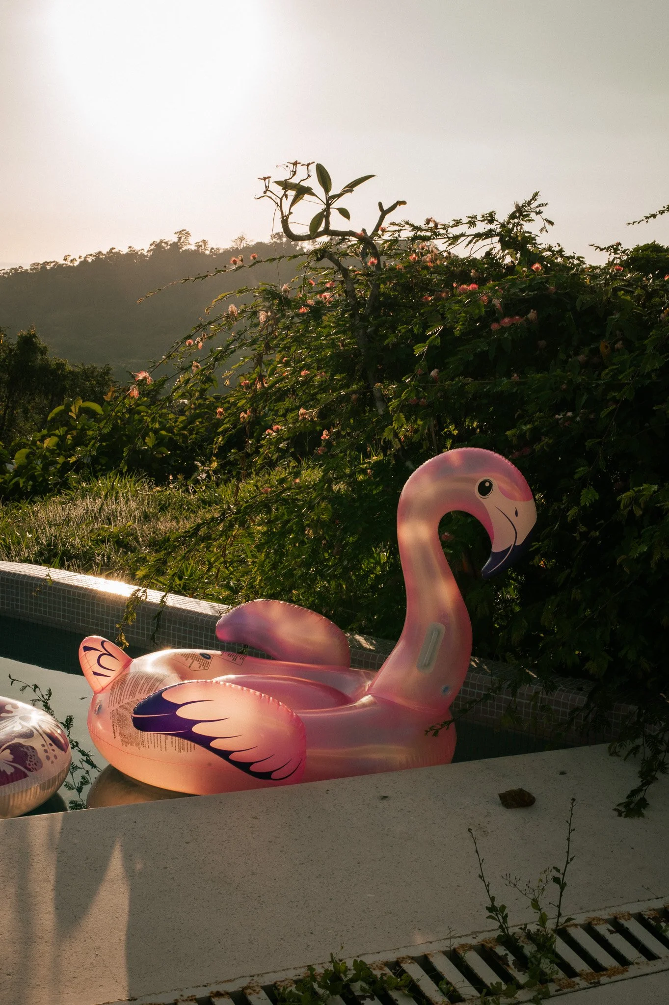 Pink flamingo pool float with black wing details floating in a pool, with flowering bushes and trees in the background during sunset.