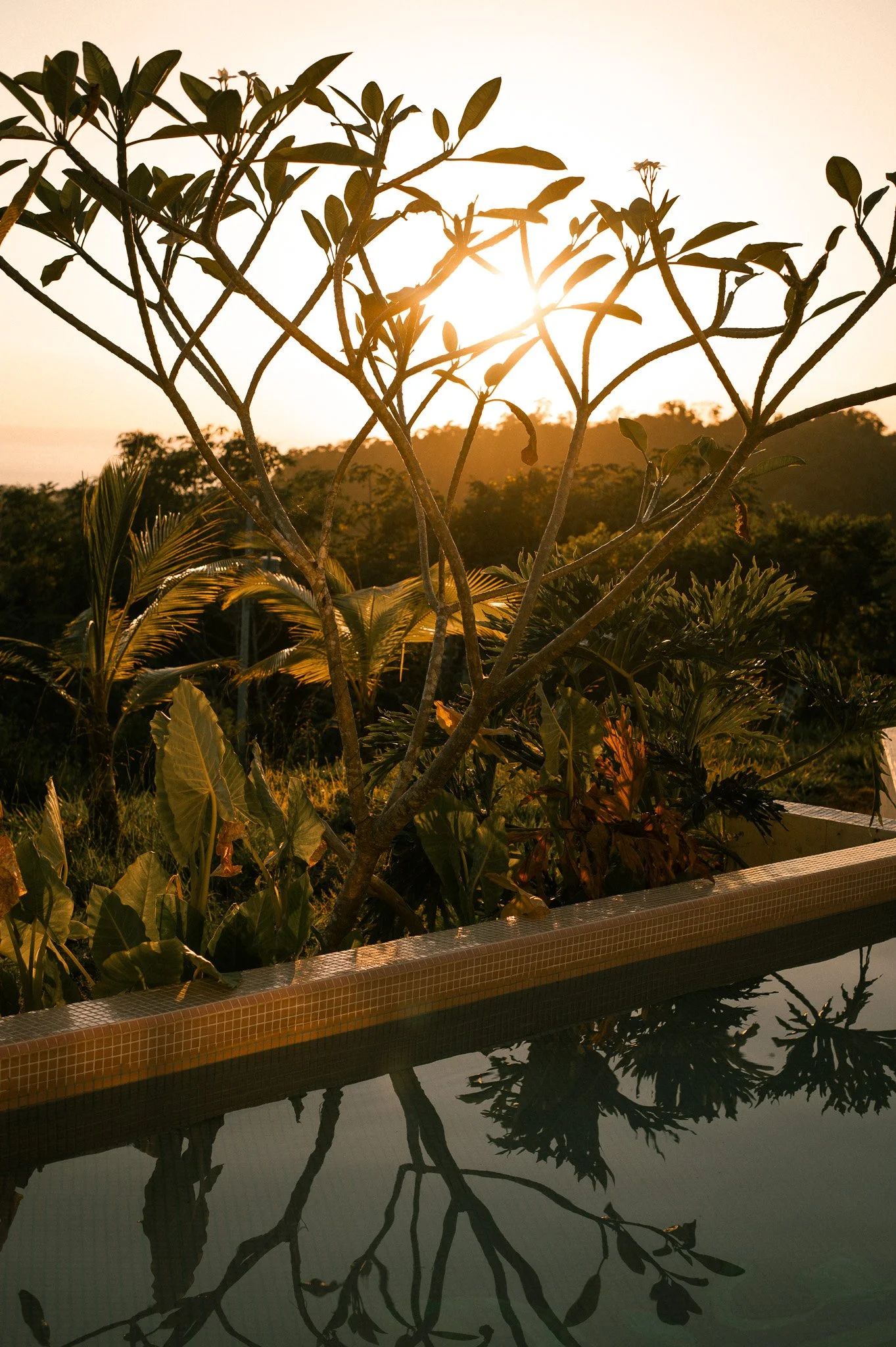 Tree with leaves and small flowers in front of the sun during sunset, reflecting in a swimming pool, with a tiled edge. In the background, there are other trees and hills.