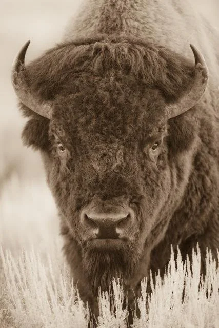 A sepia photograph of a bison by Gray Crane Studios.