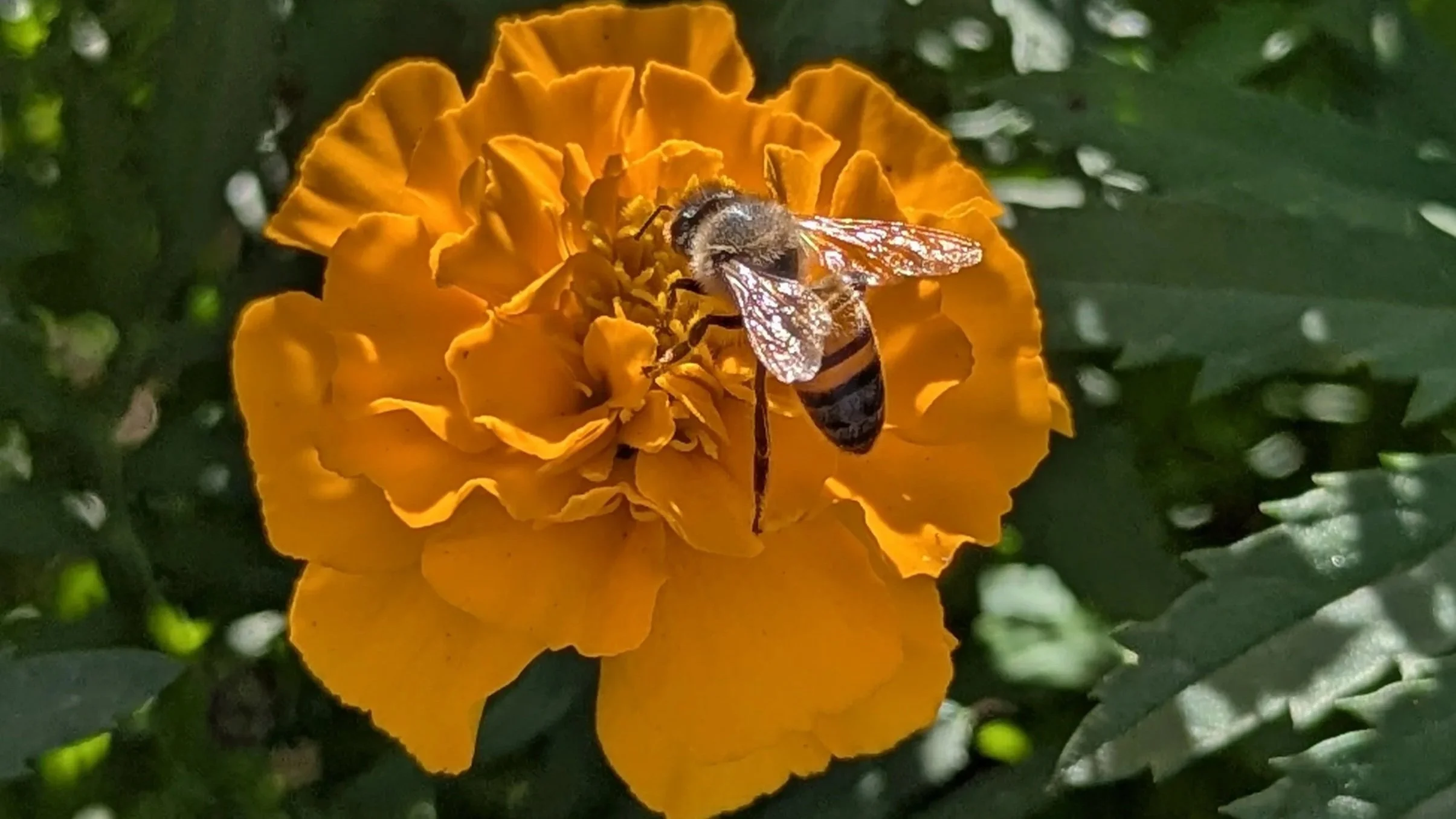 bee on a marigold