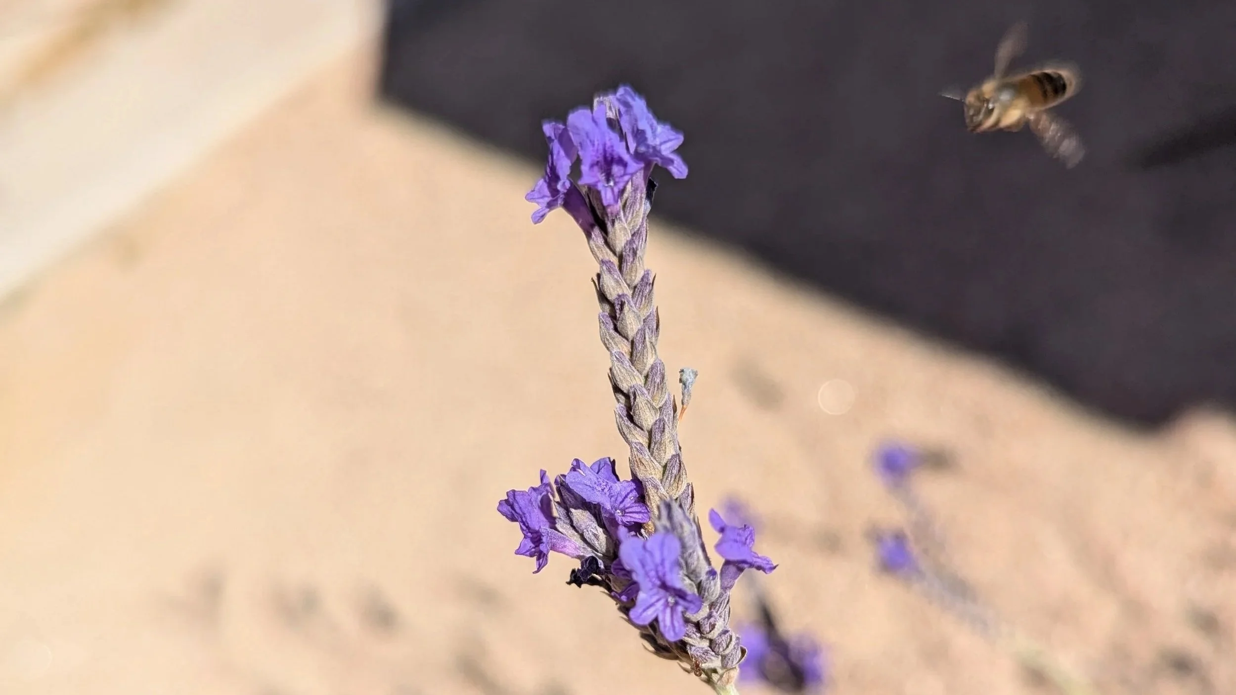 bee approaching a lavender bloom
