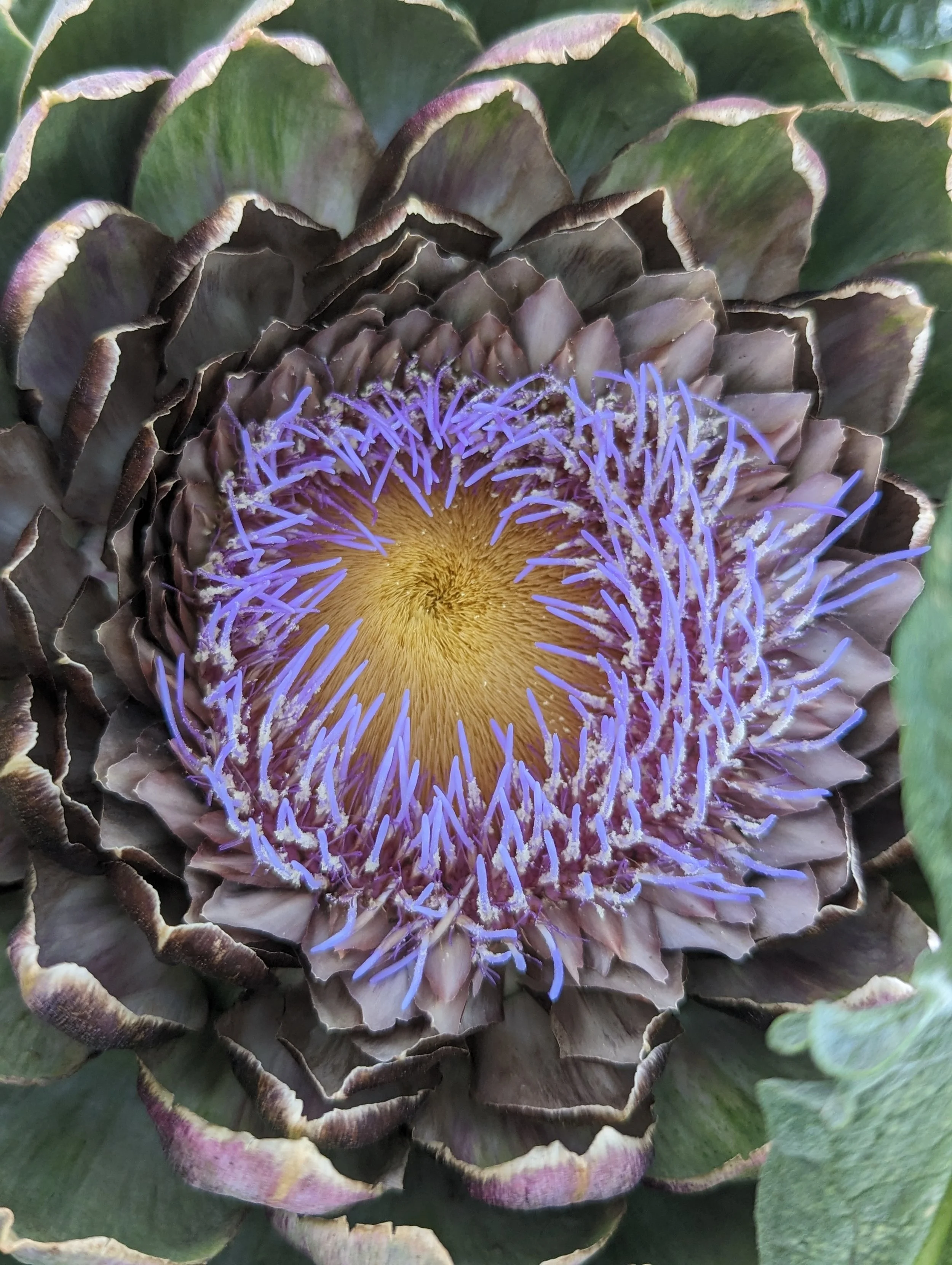 artichoke bloom gray green leaves with violet tendrils and yellow heart