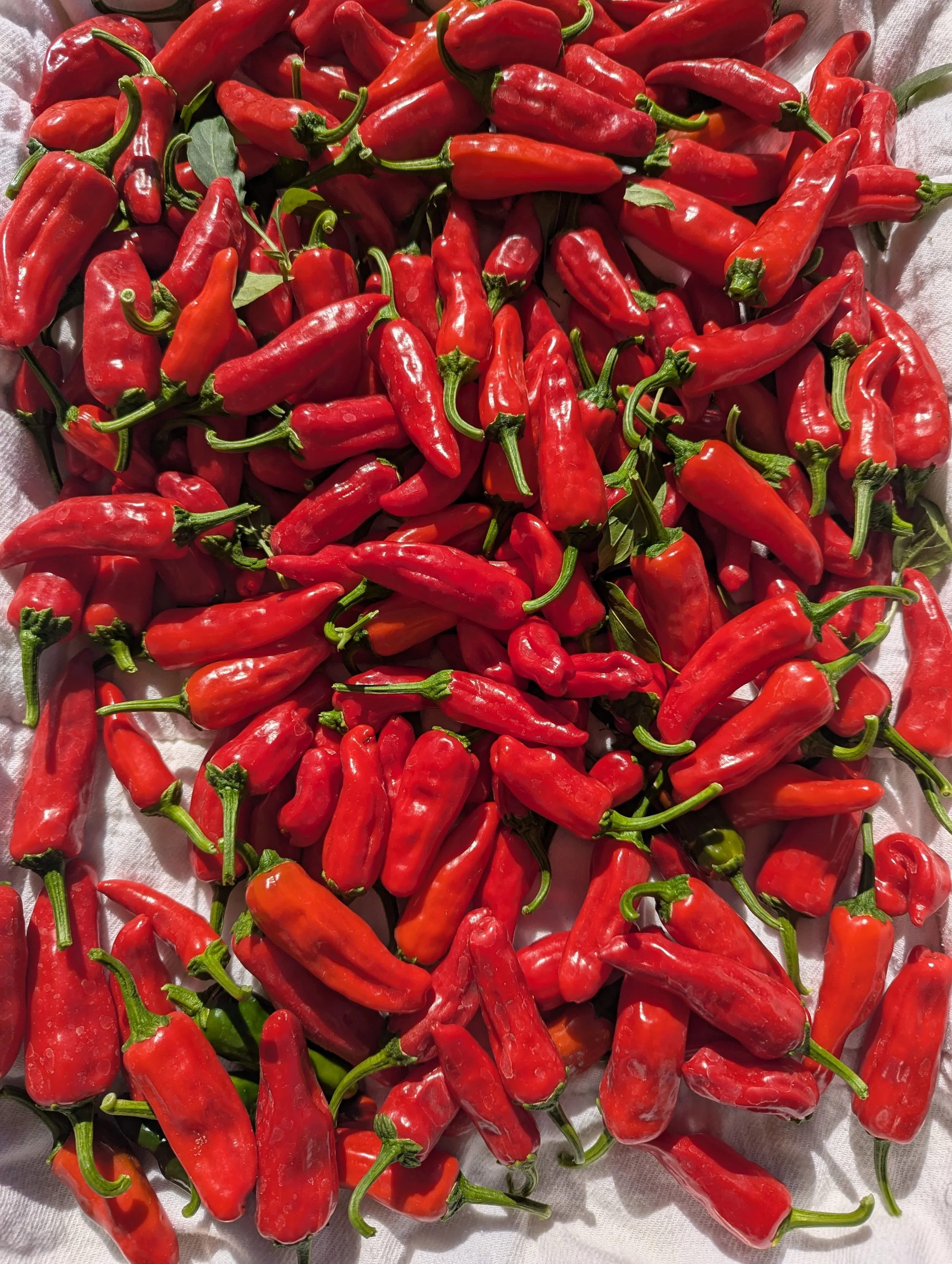small spicy red peppers