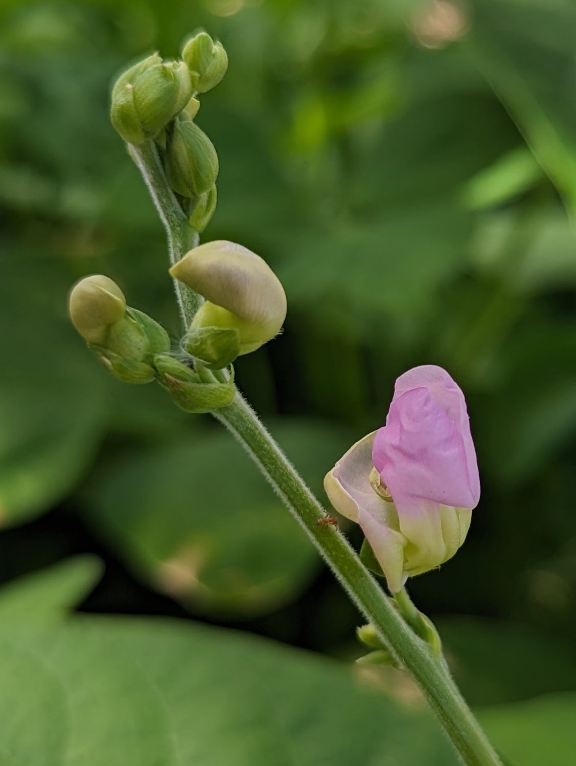 green bean bloom with purple pink flower