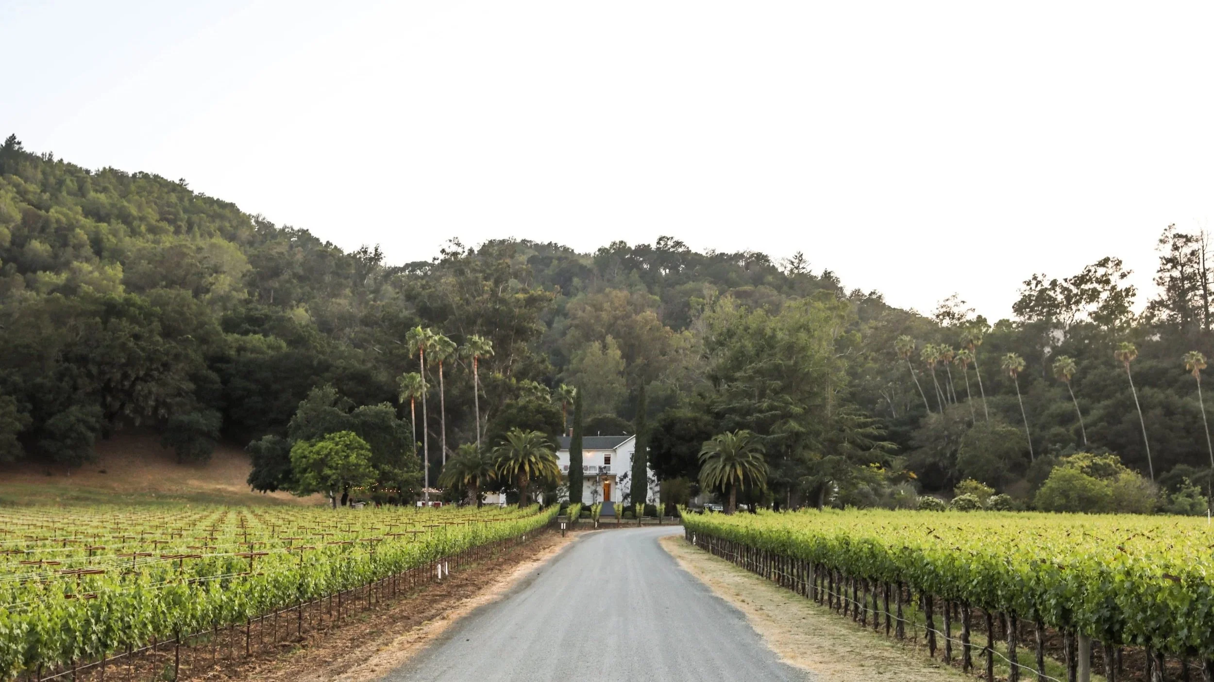 Bettinelli, Sleeping Lady Vineyard, Yountville