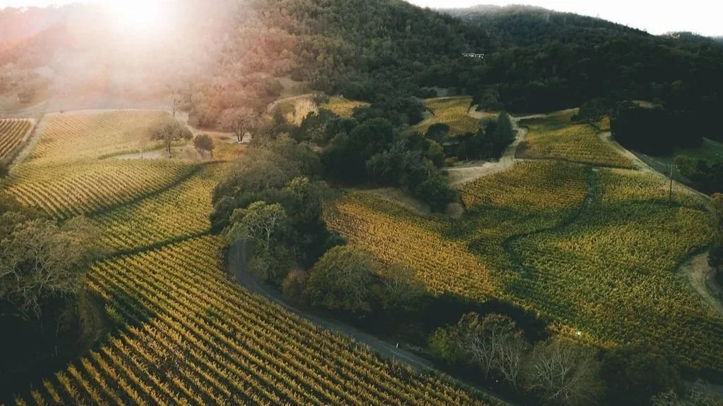 Bettinelli, Mitchell Vineyard, Yountville