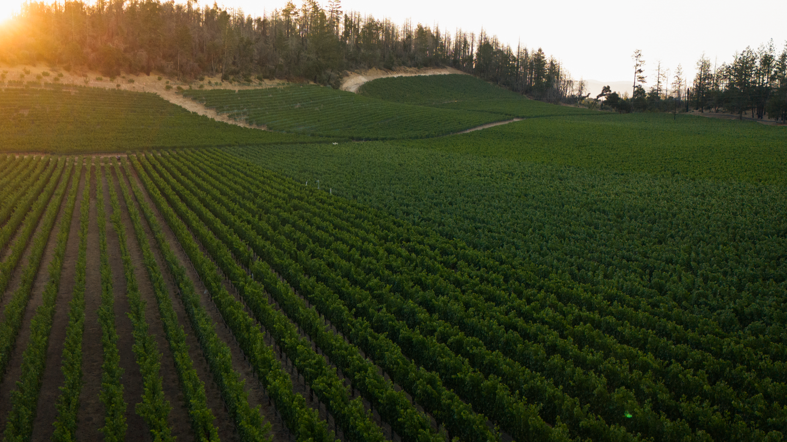 Bettinelli, Ecotone Vineyard, St. Helena