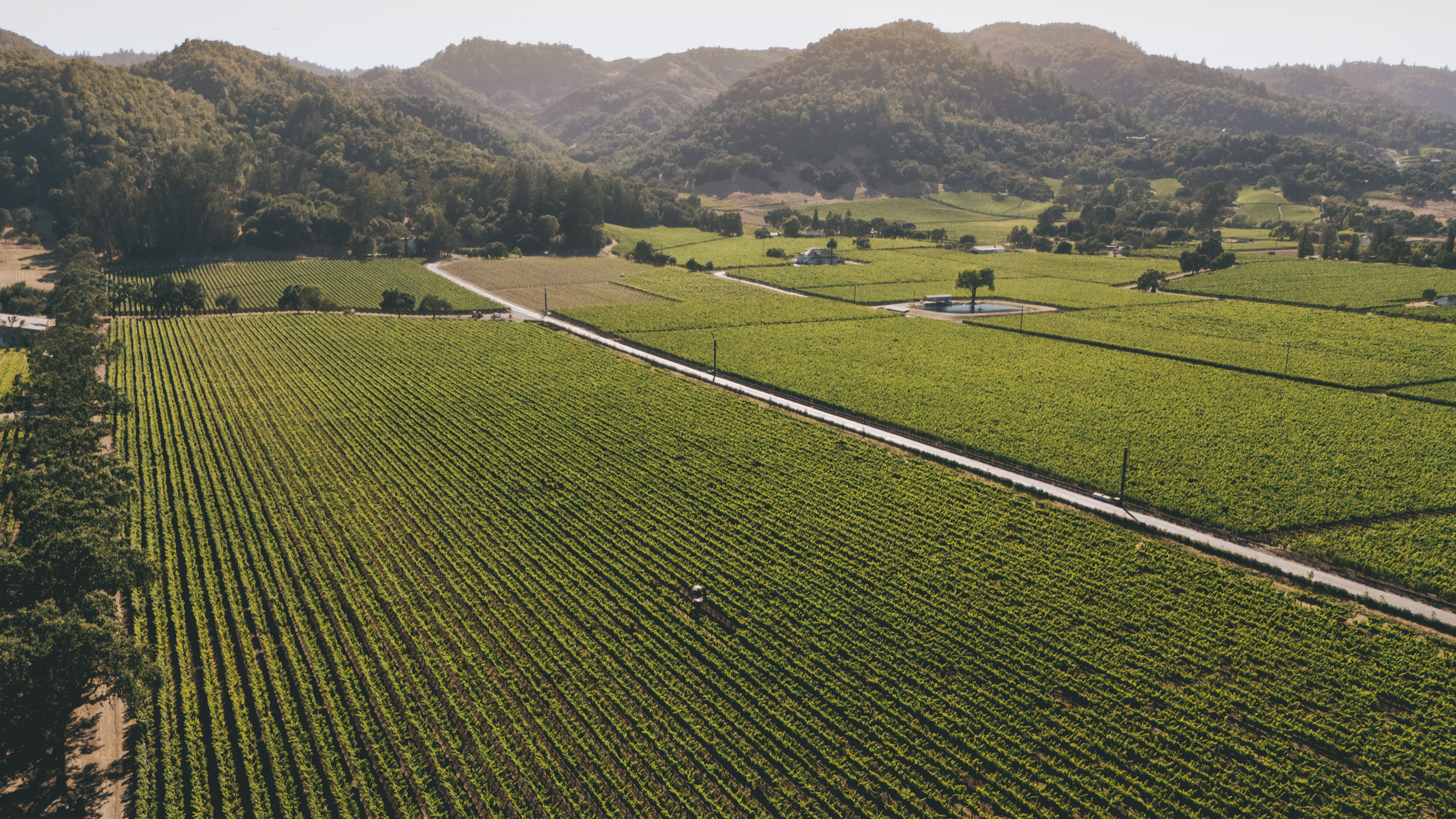 Bettinelli, Mast Vineyard, Yountville