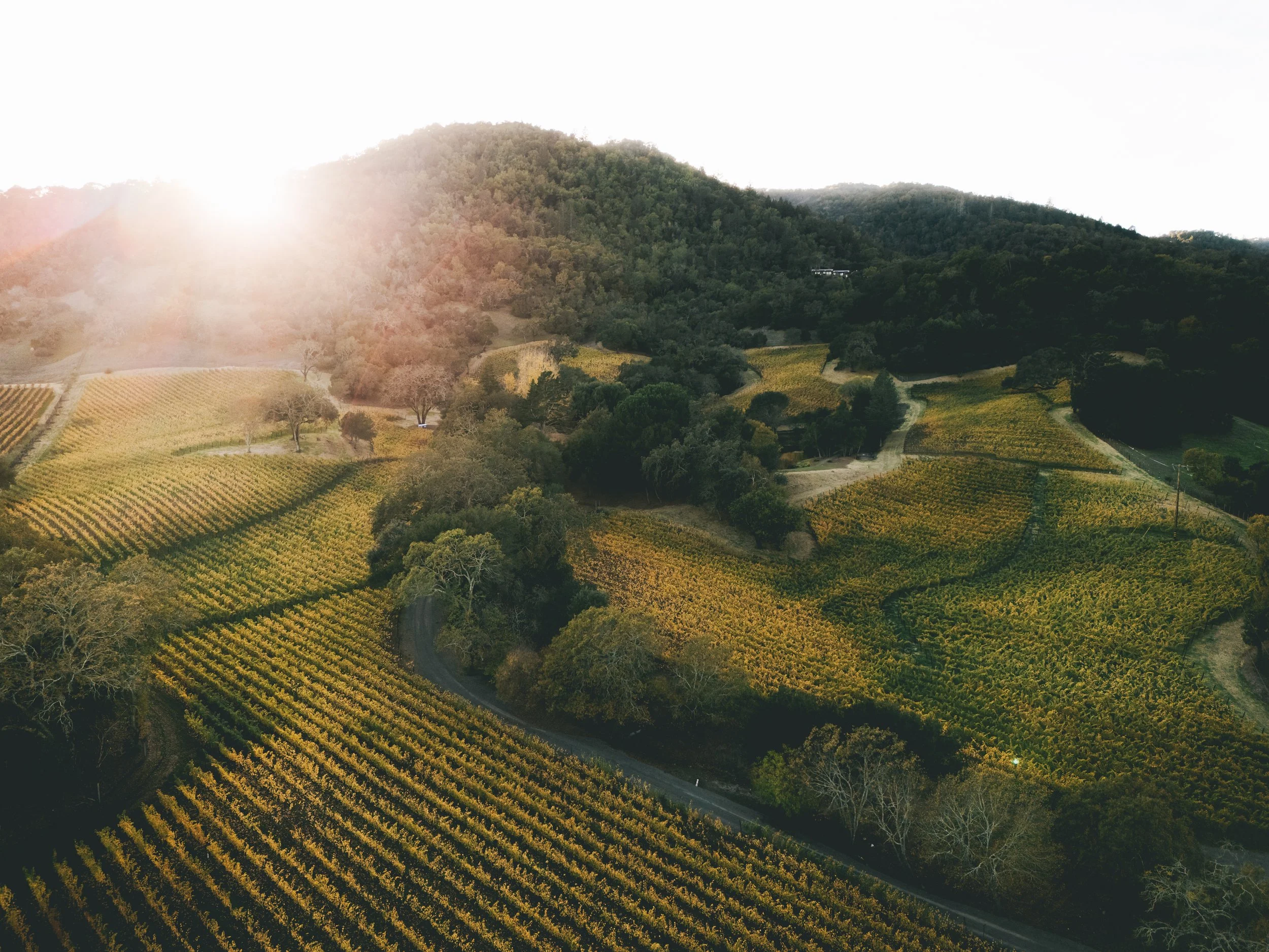 An image of Mitchell Vineyard