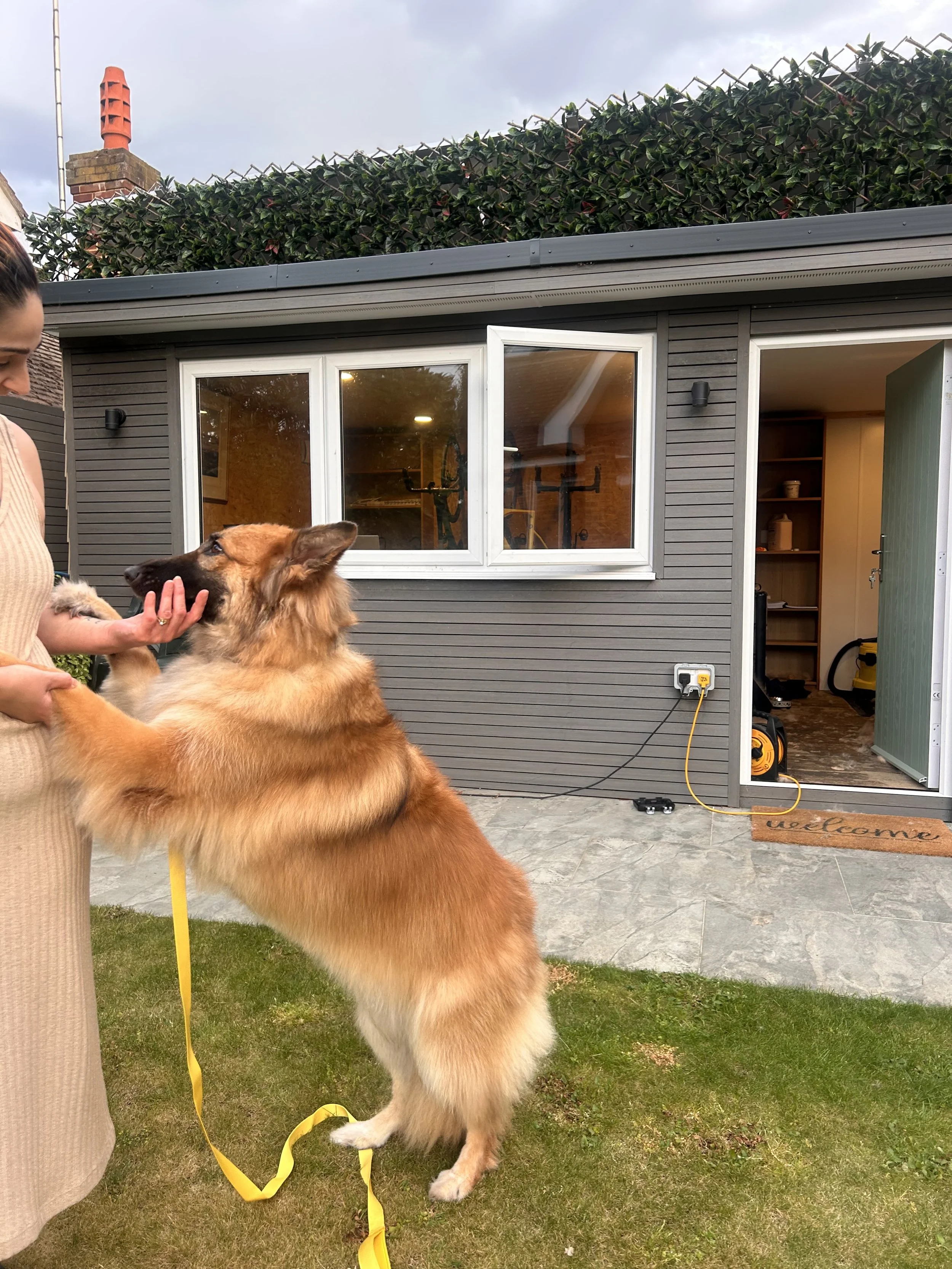 dog 1.jpeg