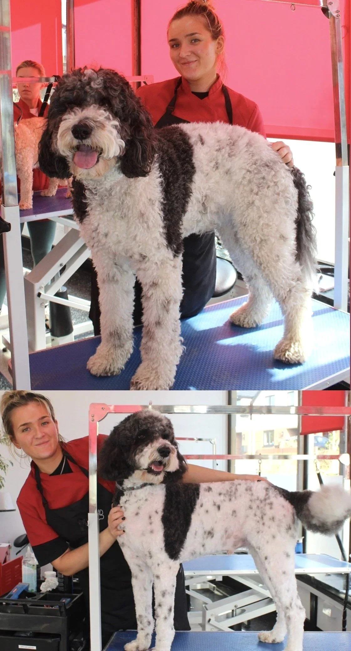 Two photos of people with dogs on grooming tables in a grooming salon, one featuring a large curly-haired dog and the other a large spotted dog.
