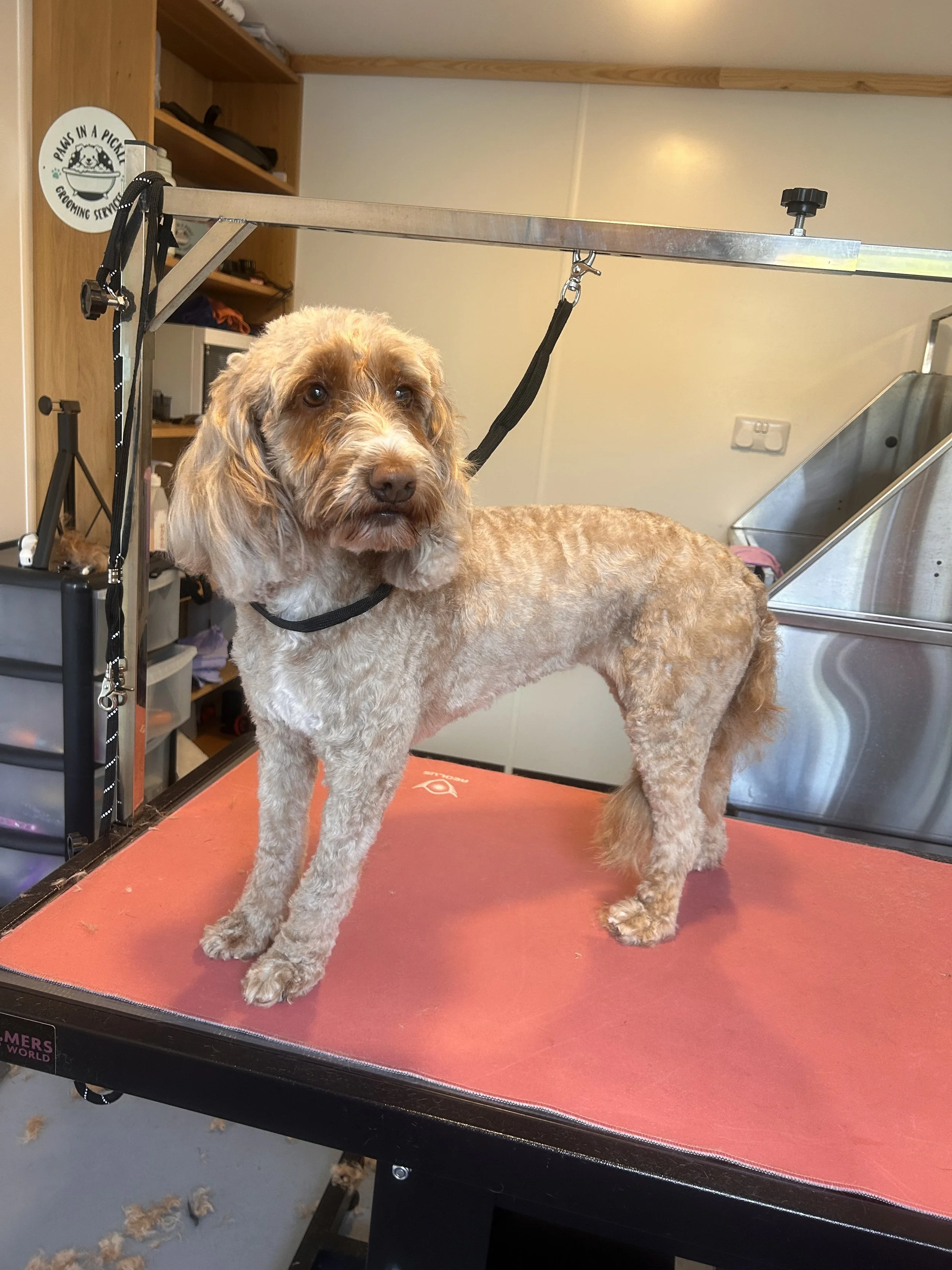 A dog standing on a grooming table in a pet grooming salon.