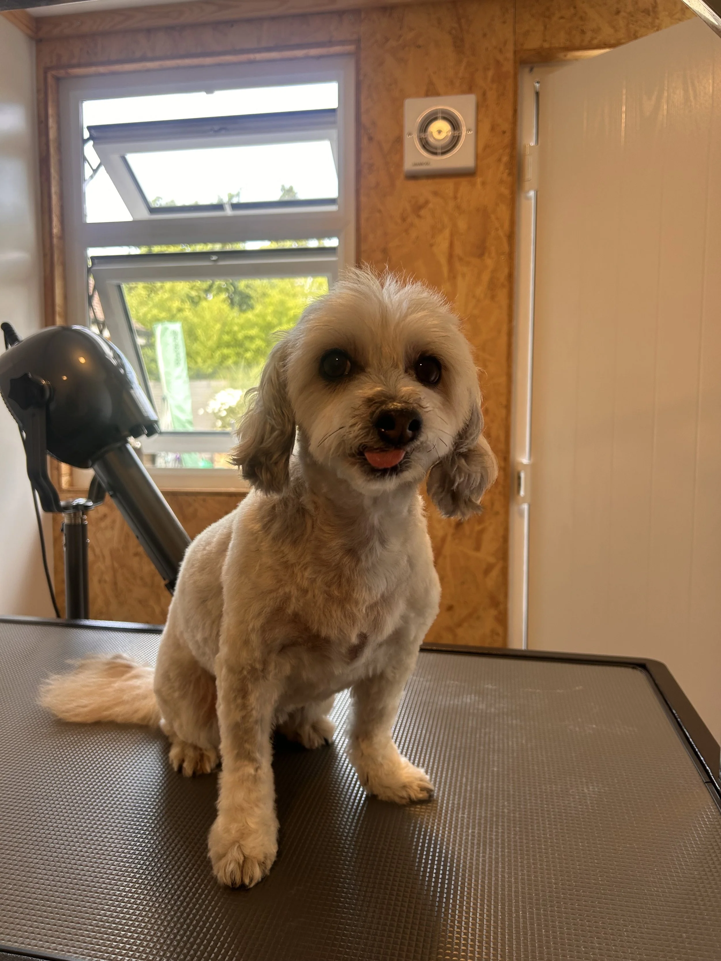 A small, tan, curly-haired dog with big eyes and a pink tongue standing on a grooming table inside a room with a window showing trees outside.