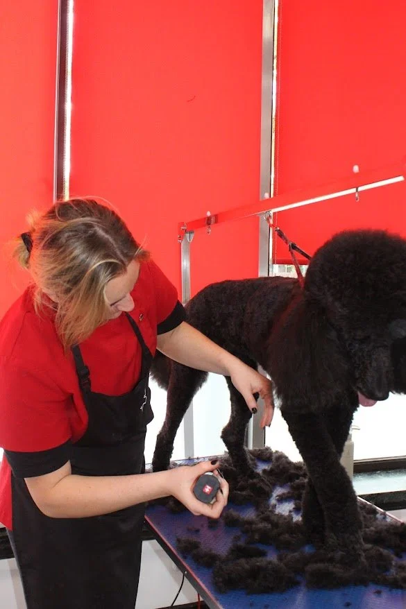 A pet groomer trimming a large black poodle on a grooming table.