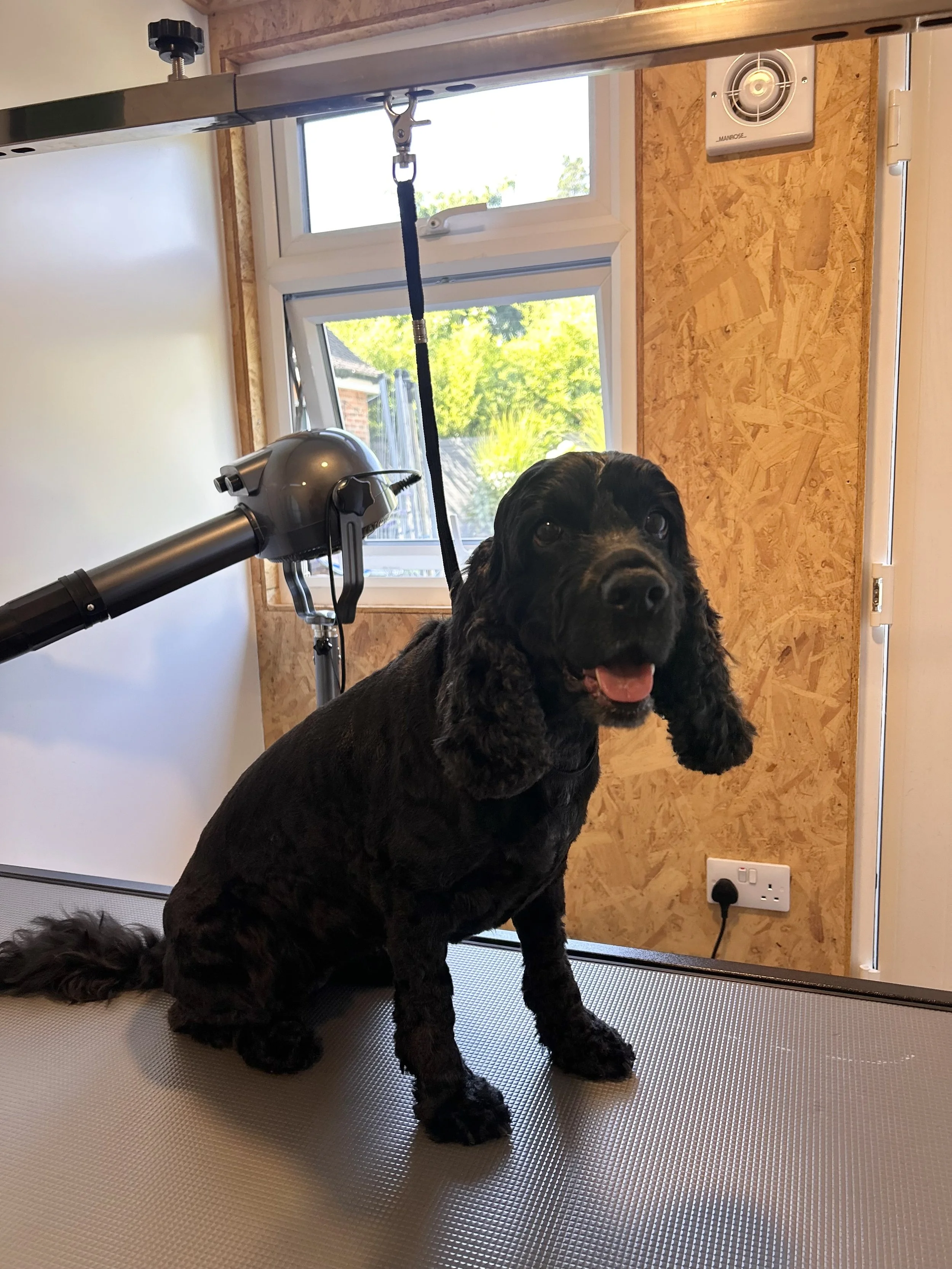 A black dog with floppy ears sitting on a grooming table inside a room with wooden walls and a large window. There is a grooming dryer arm attached to the table, and a window with a view of trees outside. An electrical outlet is on the wall near the 