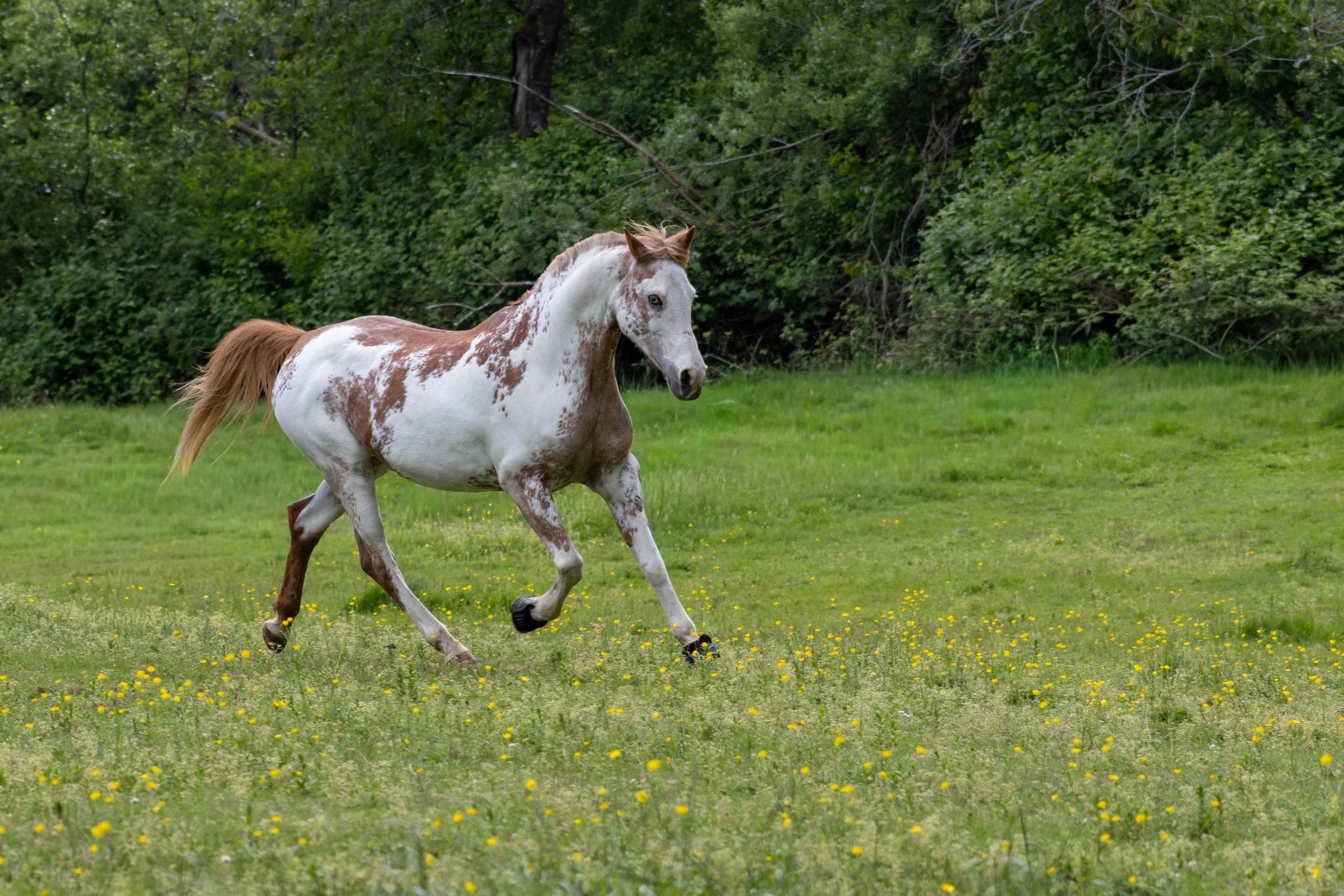 Equine