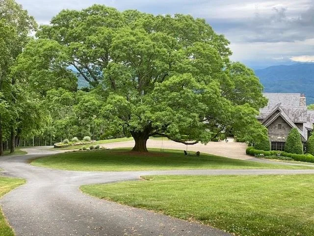 Big tree and house.jpg