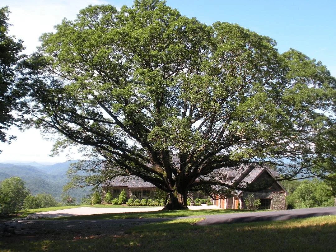 Huge Tree in front of house.jpg