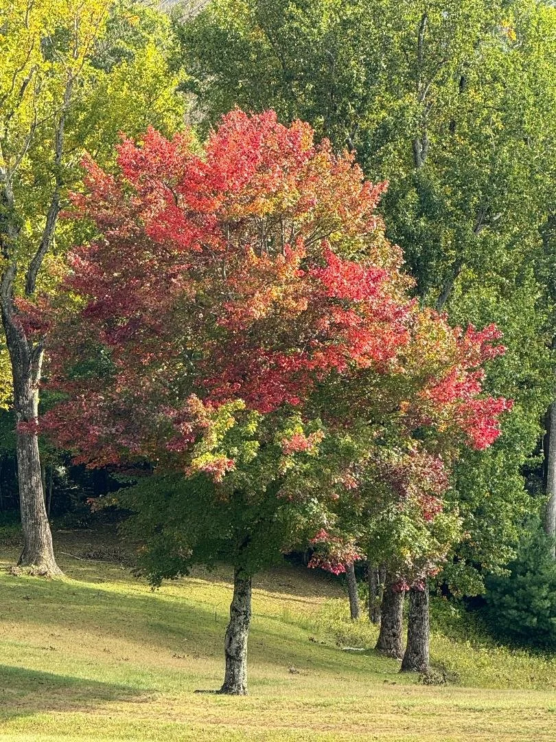 Apple trees.jpg