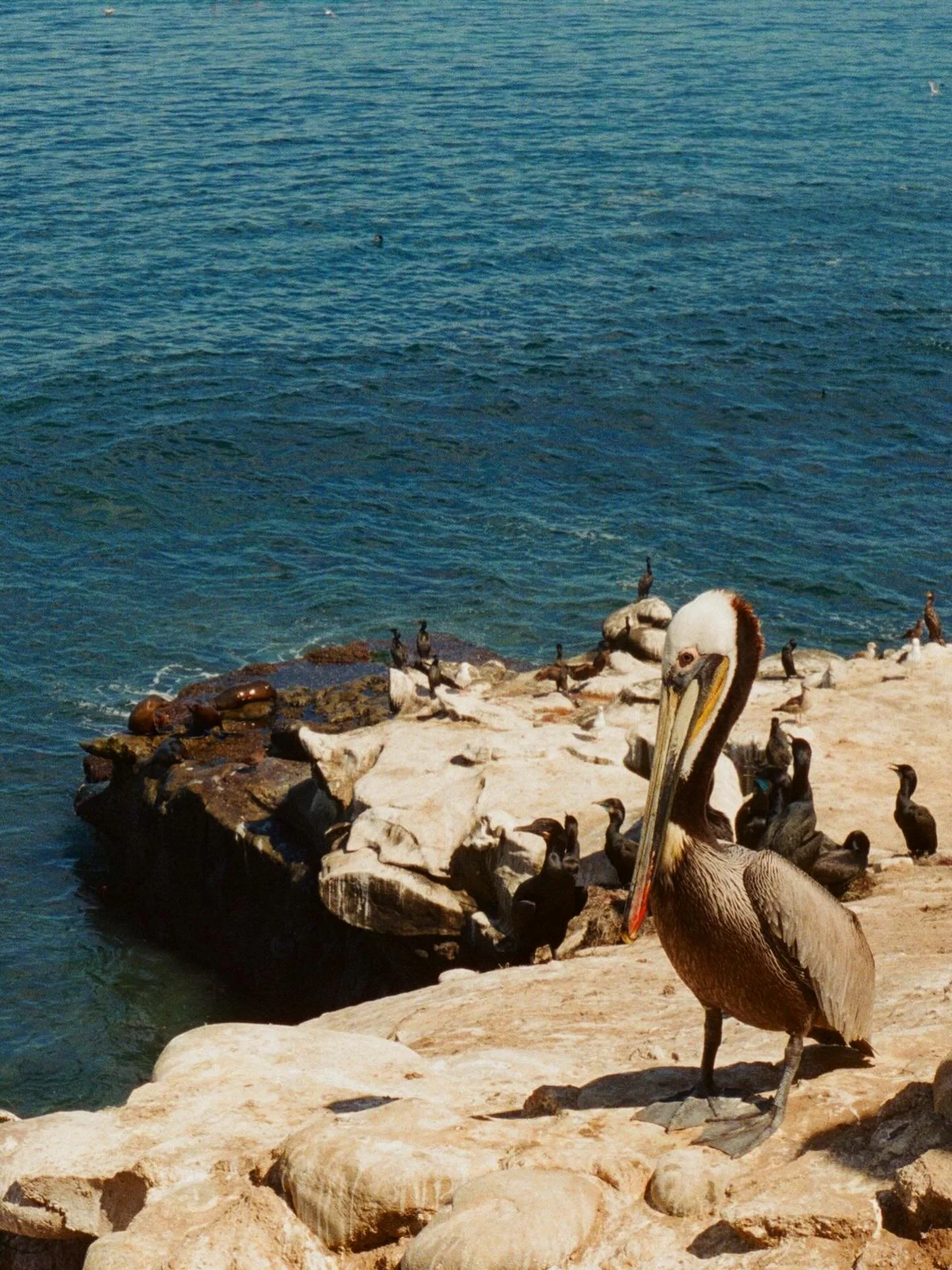 Southern California sure does look good on 35 mm 

#35mm #pentax #socal @lafilmlab
