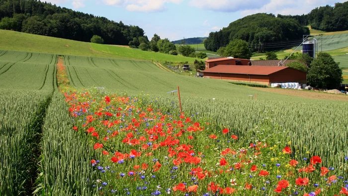 The Cheapest Pesticide is a Strip of Flowers