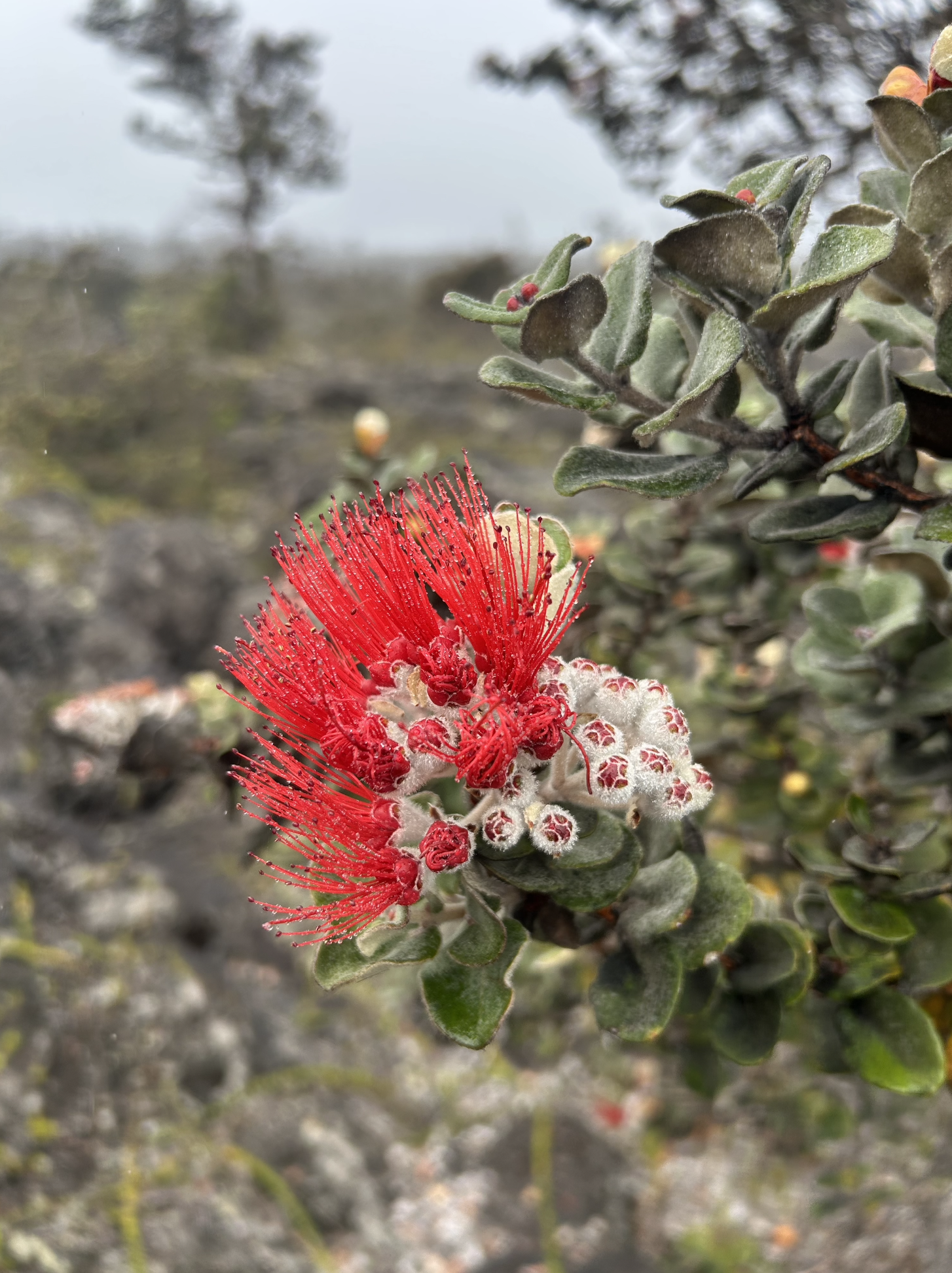 Close-up of a red flowering plant with small green leaves and pink buds in the background, on a blurred outdoor landscape.
