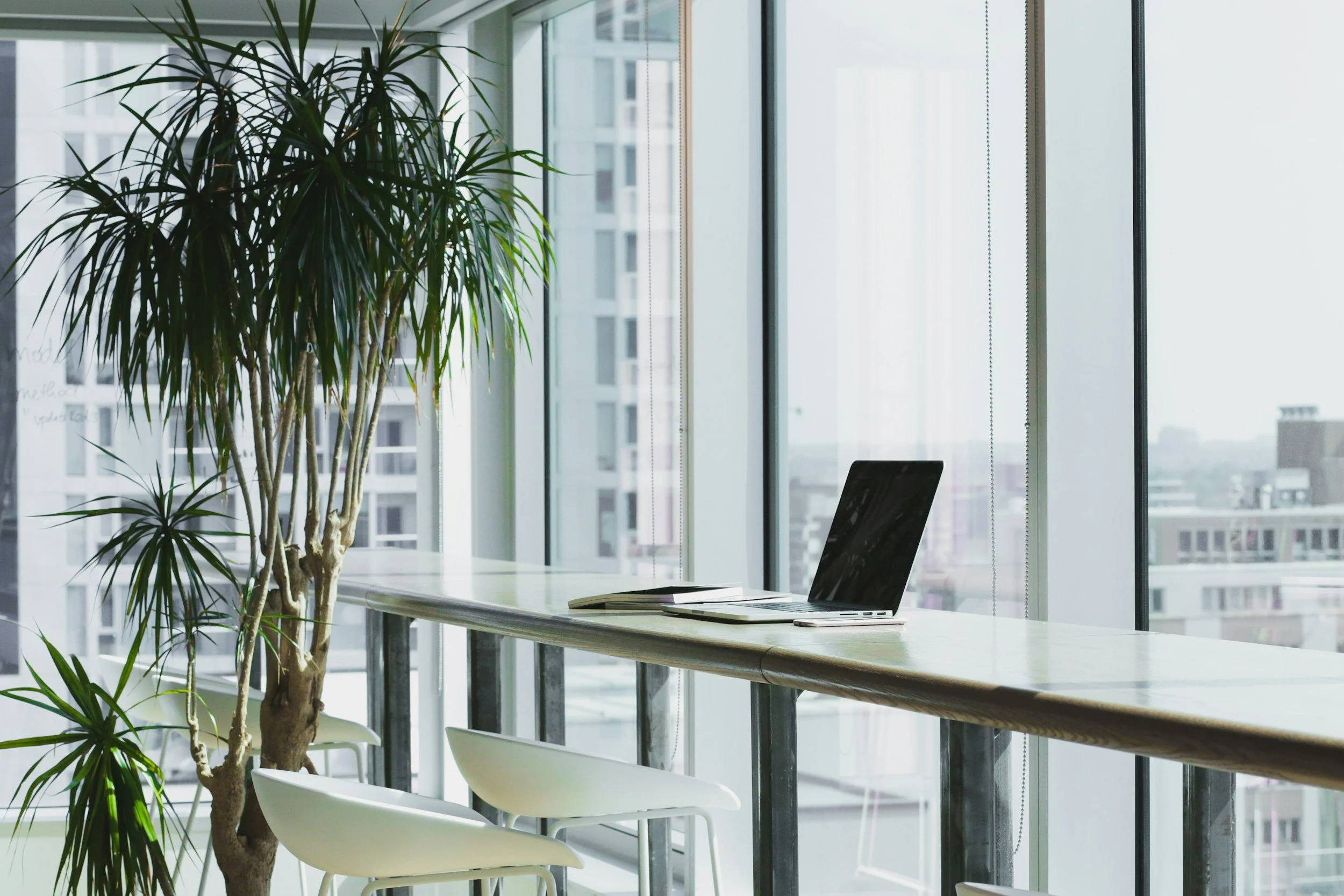 Modern office workspace with large windows, a tall indoor plant, a laptop, and white chairs, overlooking city buildings.