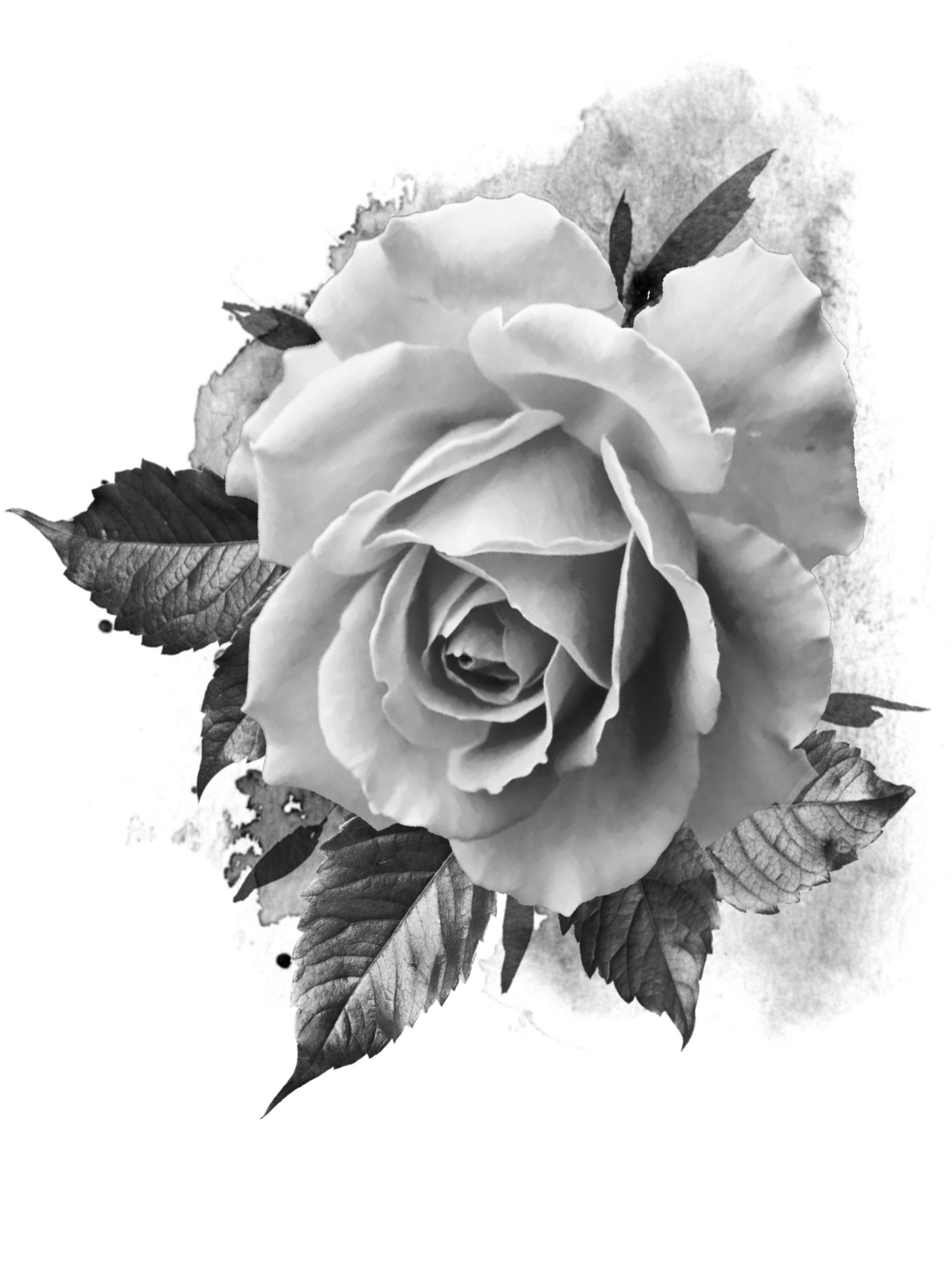 Black and white photograph of a rose with leaves.