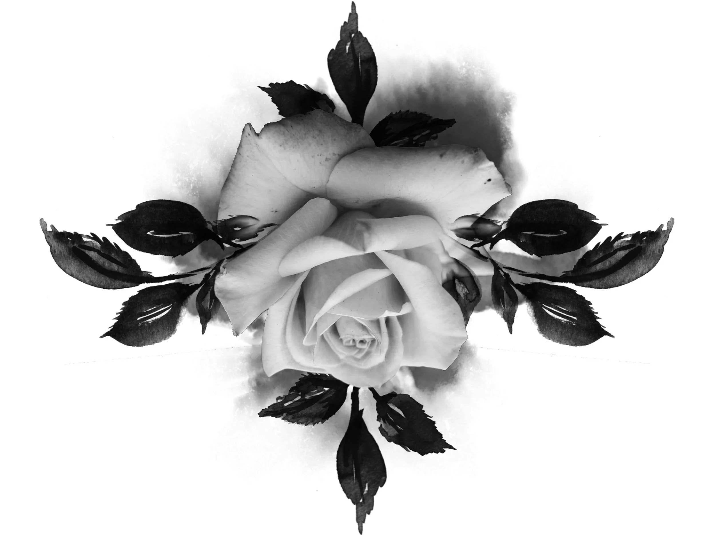 Black and white photograph of a rose with surrounding dark leaves.