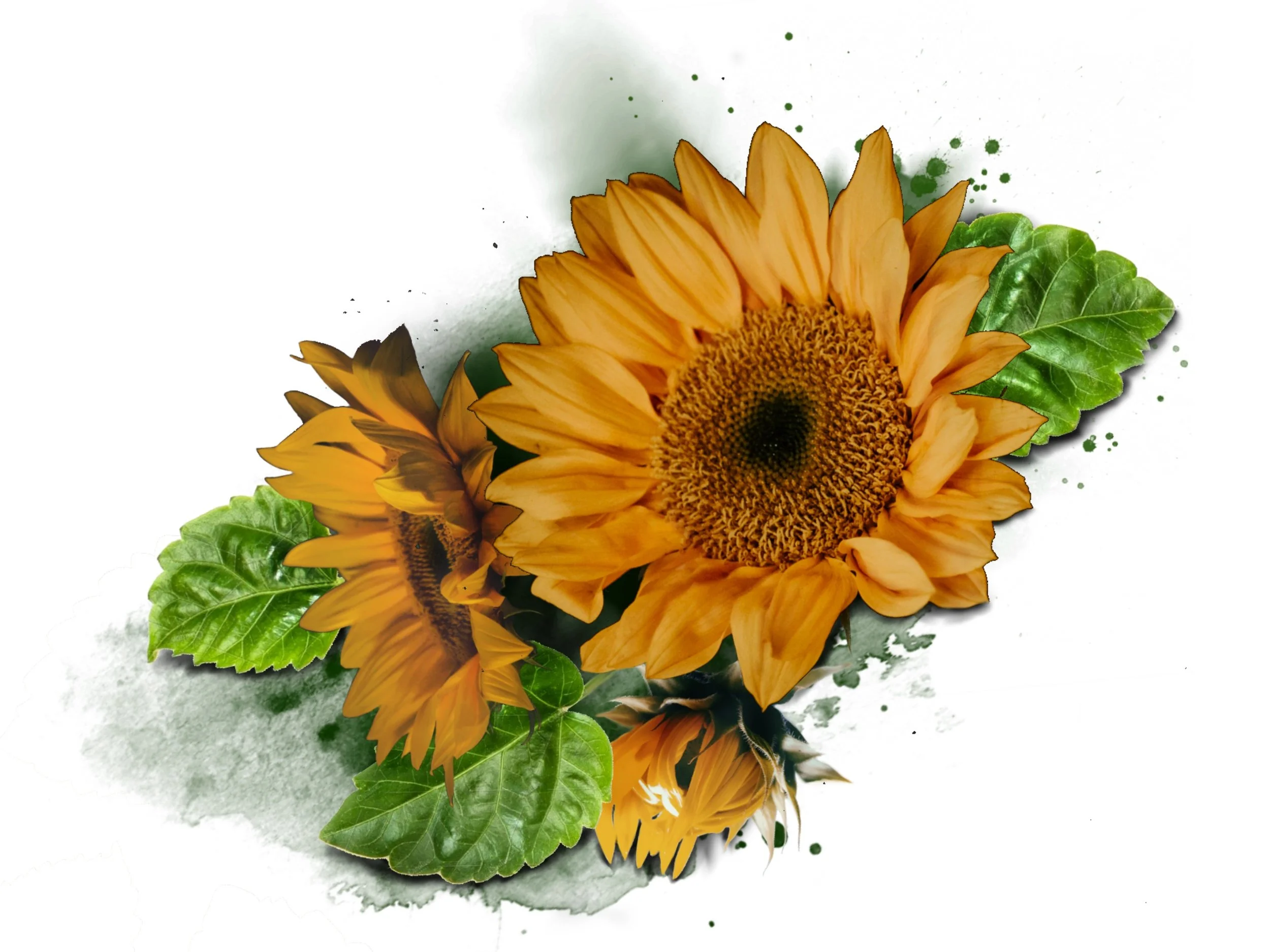 A bouquet of bright yellow sunflowers with green leaves arranged on a white background with watercolor splashes.