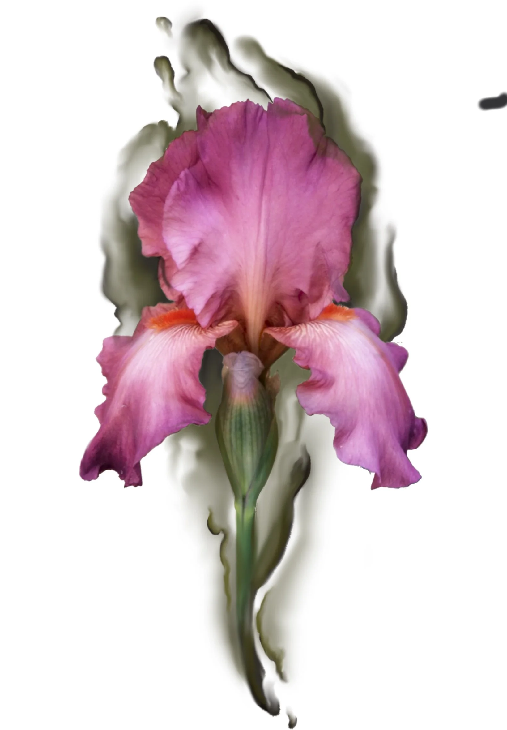 A vibrant pink and purple iris flower with ruffled petals and a green stem, set against a plain white background.