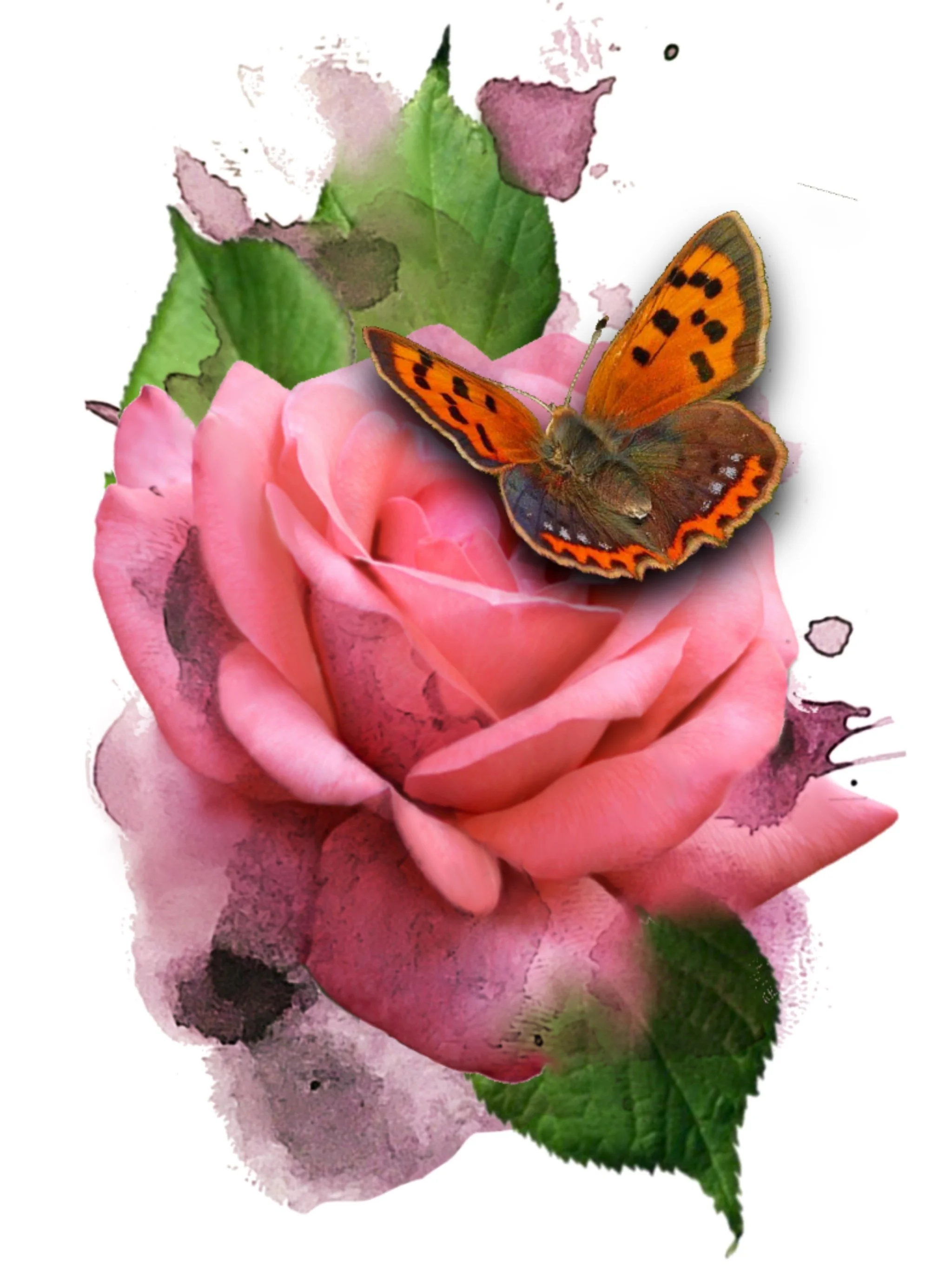 A vibrant orange butterfly with black spots on its wings perched on a pink rose flower with green leaves