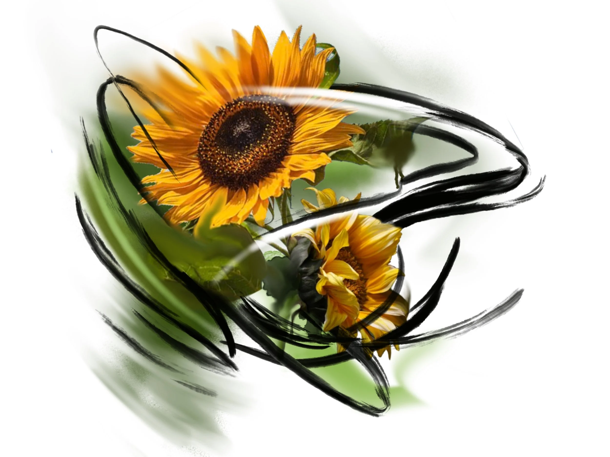 A sunflower with bright yellow petals and a dark brown center, surrounded by abstract black brushstrokes on a white background.