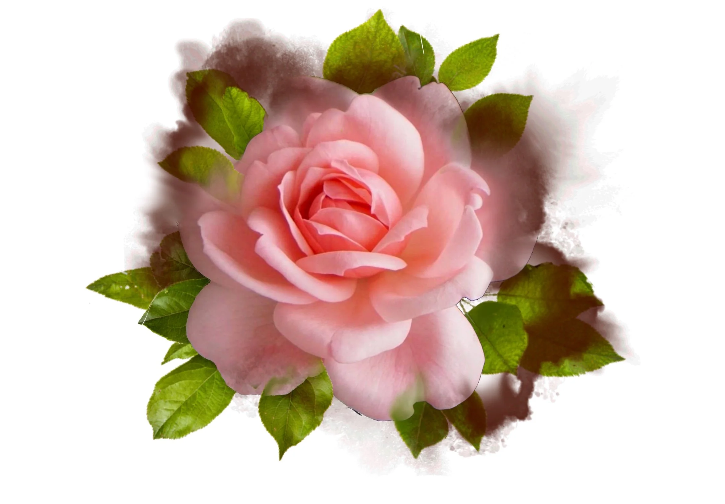 A pink rose with green leaves against a white background.