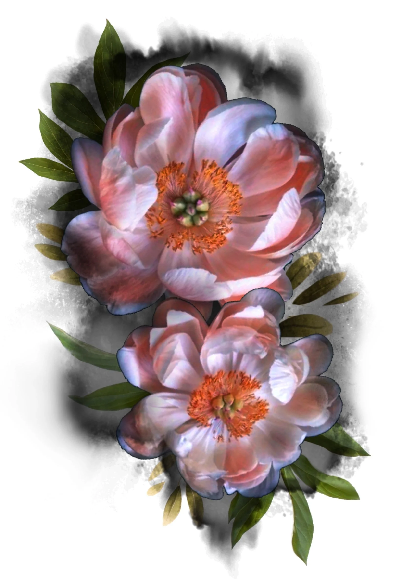 Pink and white peony flowers with green leaves, watercolor effect with a black smoke or ink background.