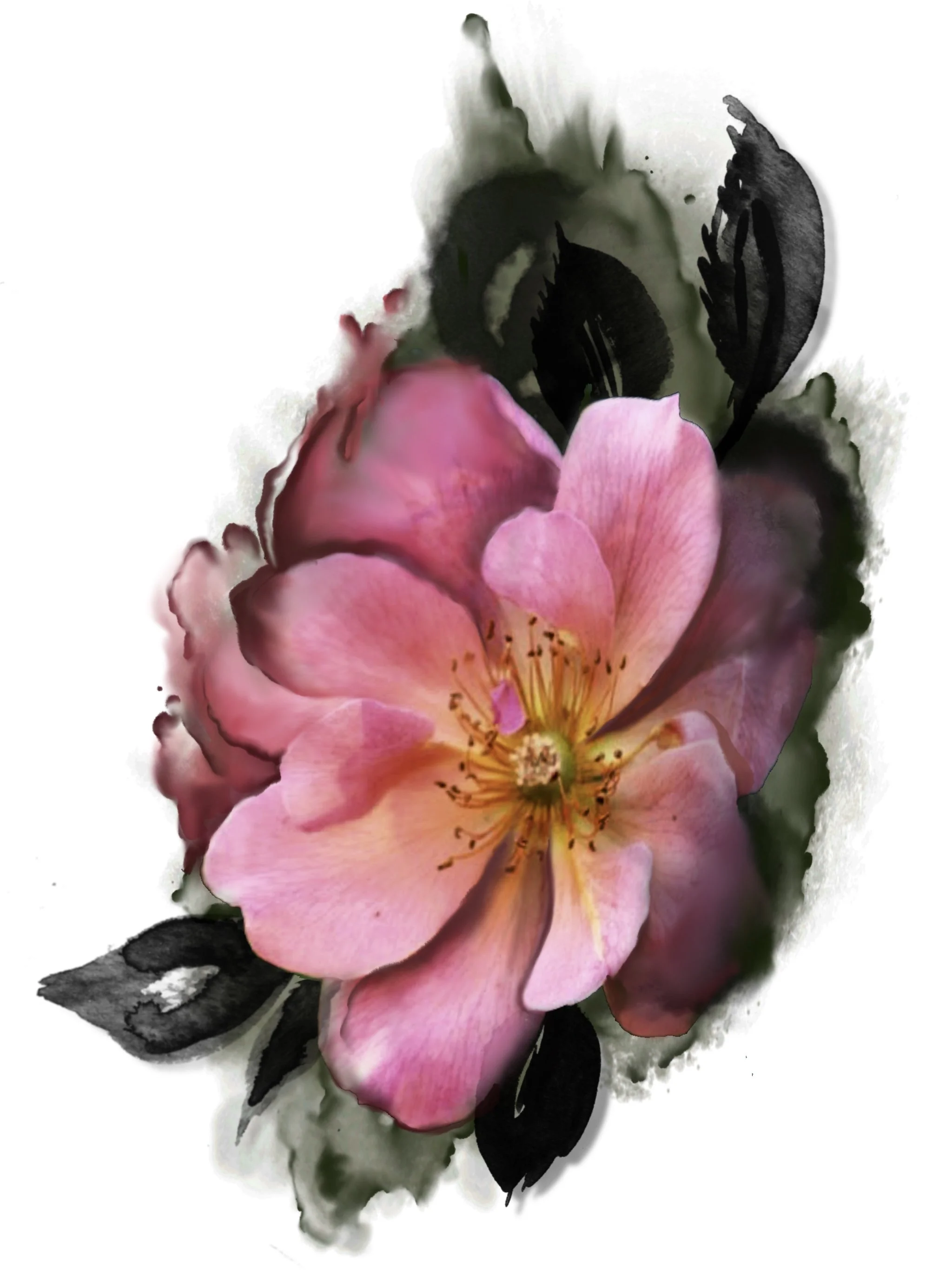 A pink flower with delicate petals and yellow stamens, partially surrounded by black and white painted leaves.