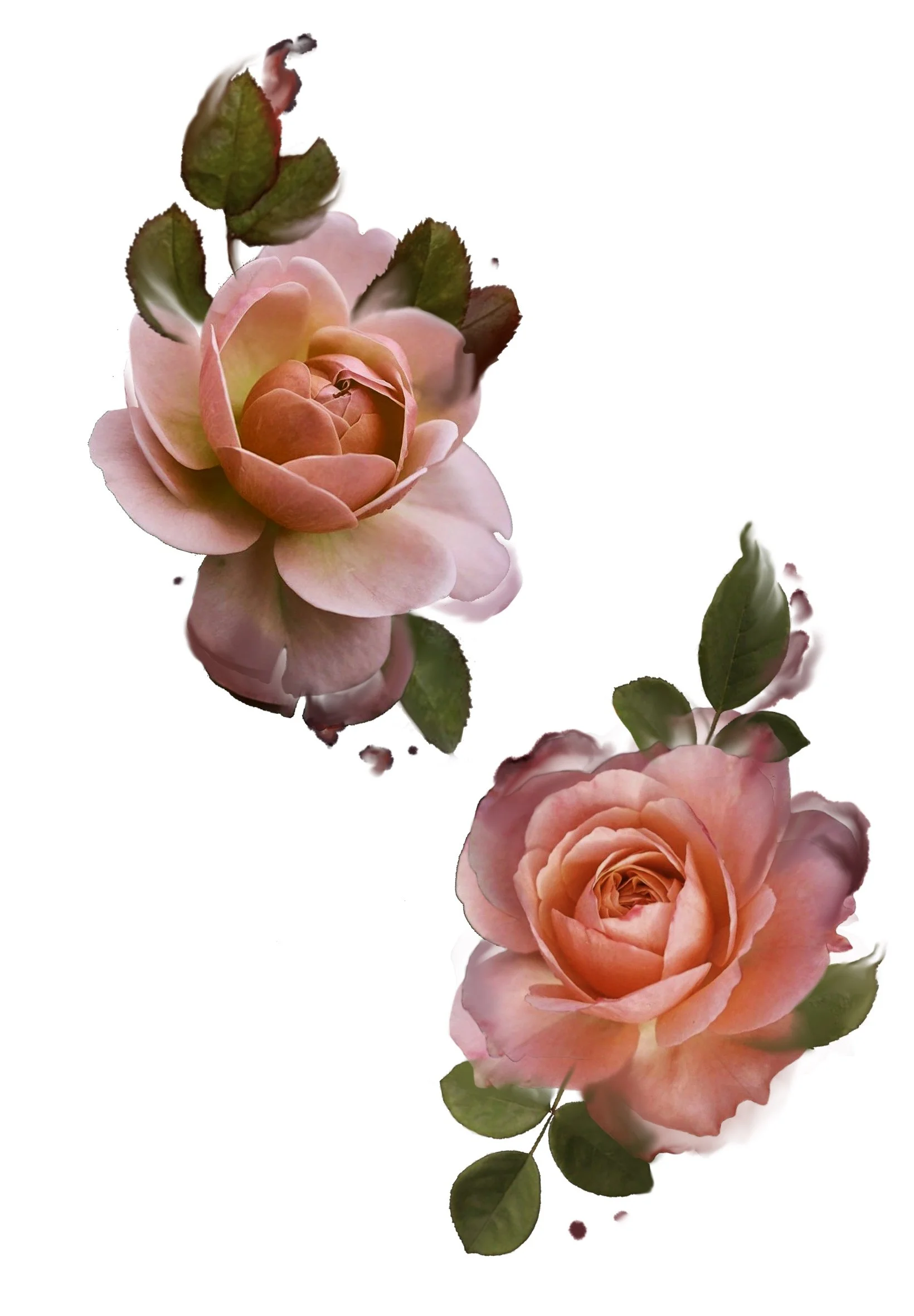 Close-up of pink and peach roses with green leaves on a white background.