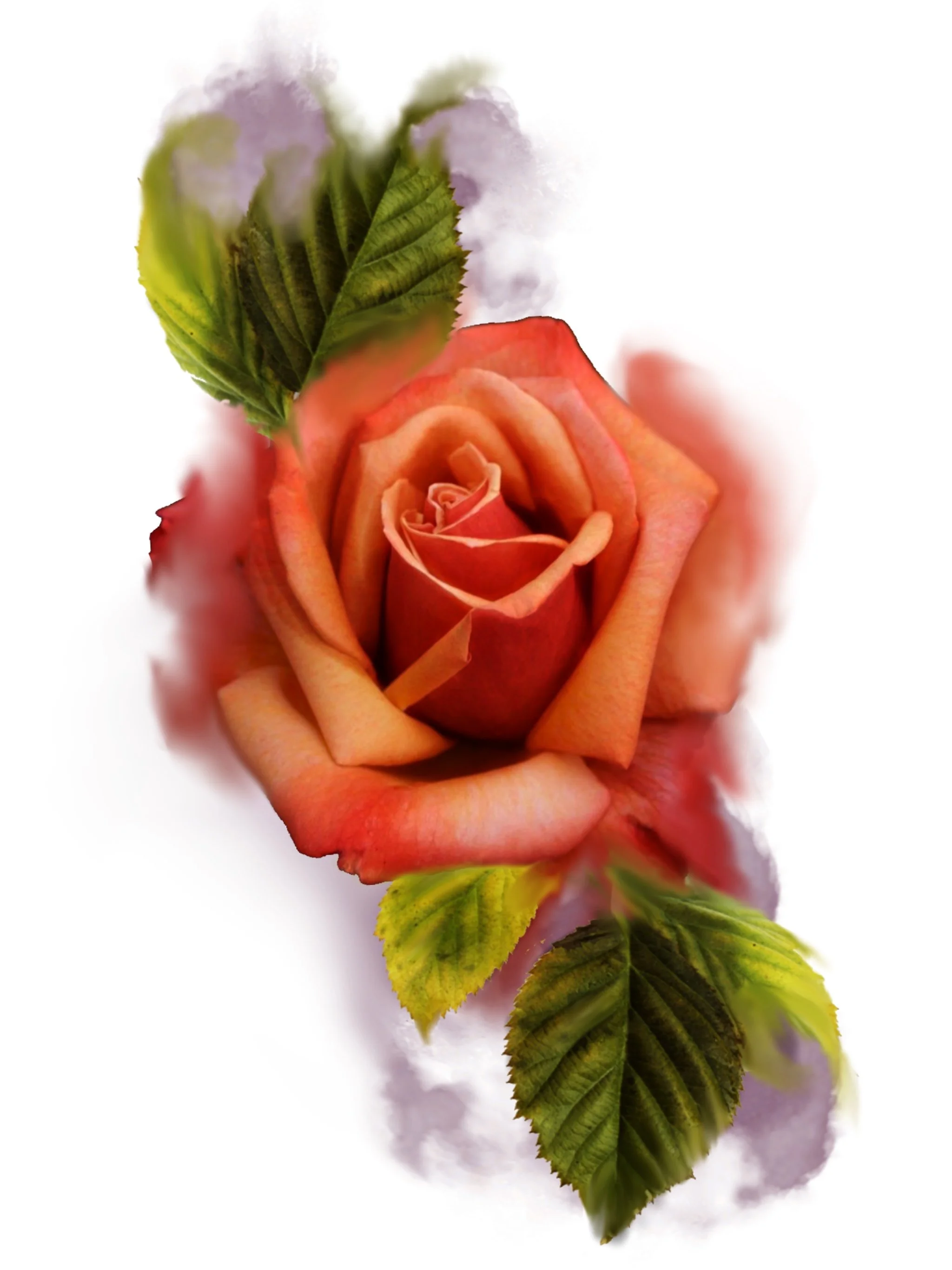A close-up of a pink and orange rose with green leaves on a white background.