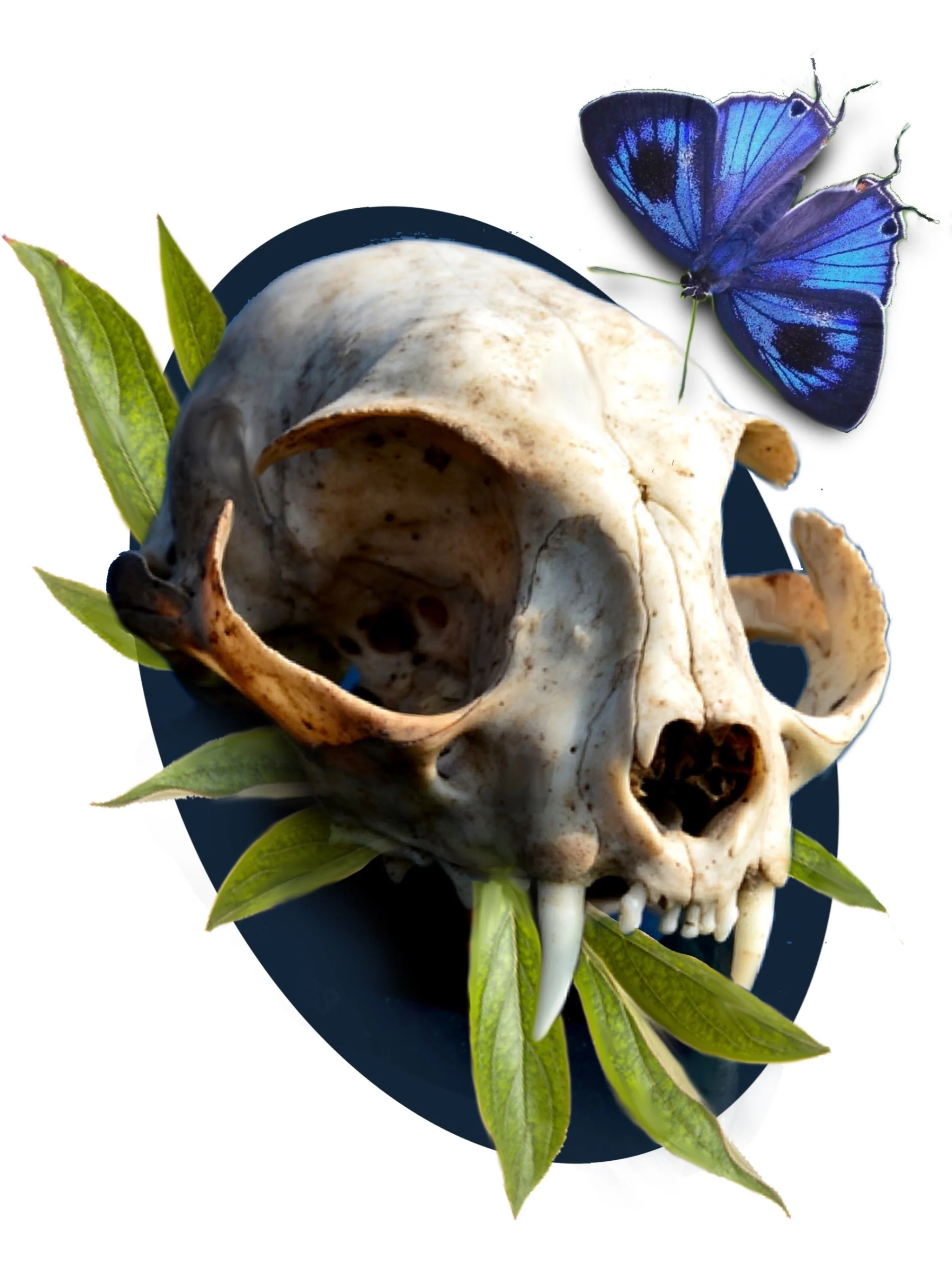 A human skull with green leaves and two blue butterflies arranged around it.