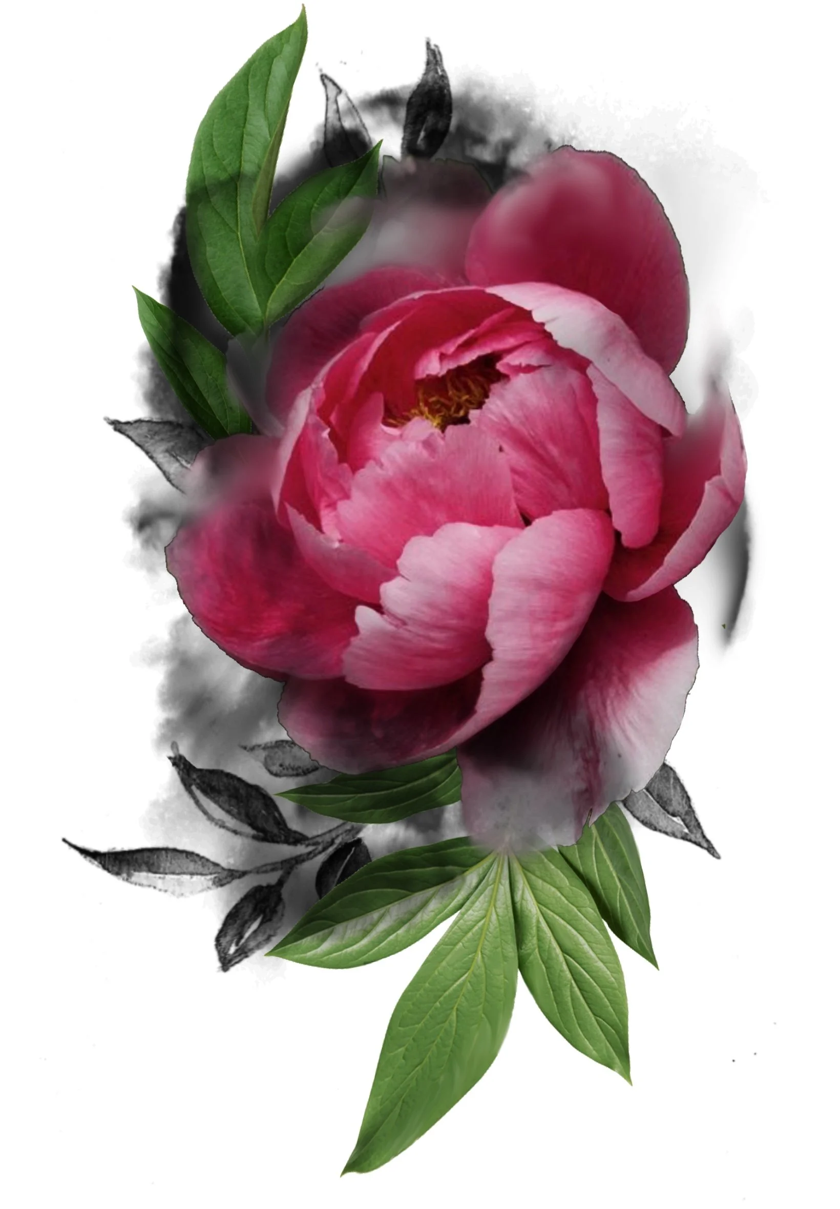 A pink peony flower with green leaves, some of which are black and white, on a white background.